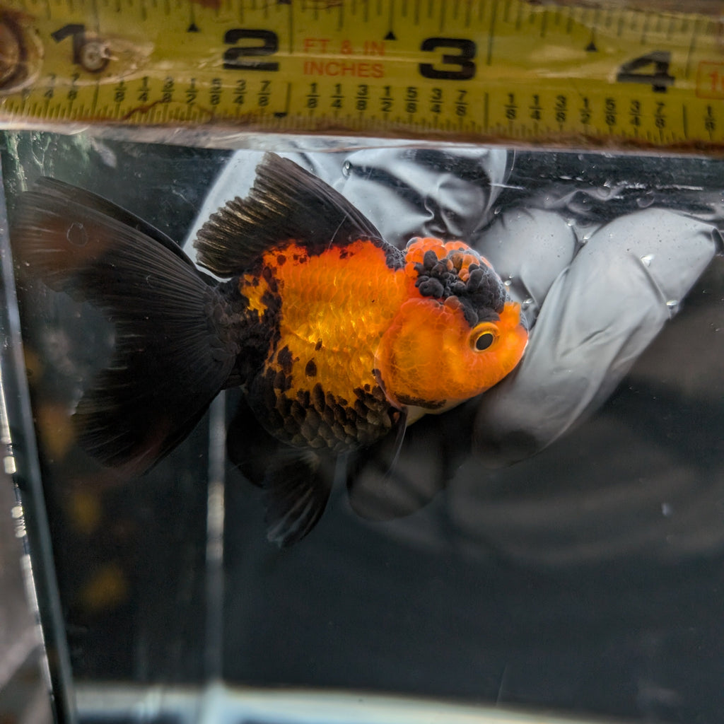 Juvenile Oranda Tricolor 3.5"-4" in.  ID#403T8A-003