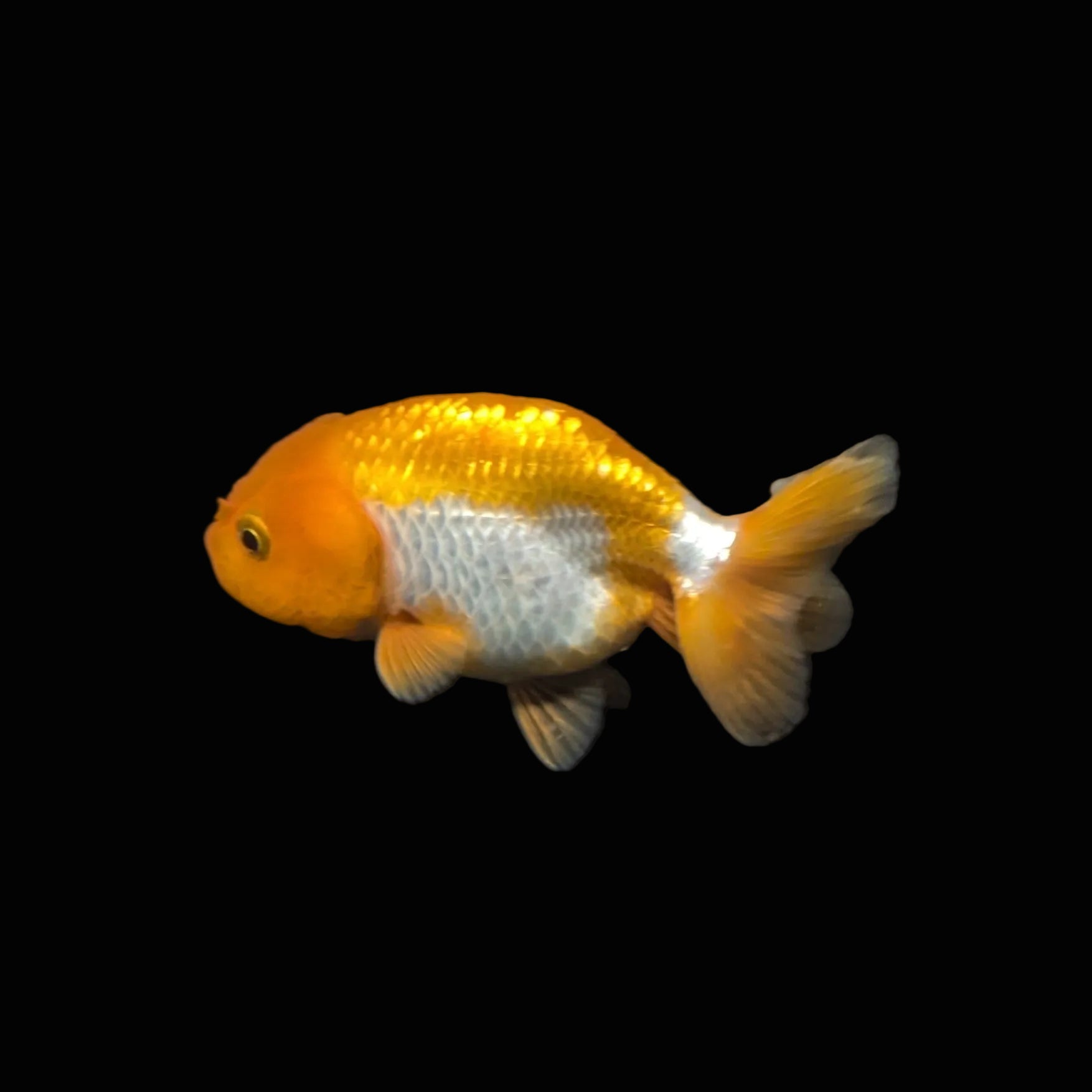 Ranchu Red White 3"-3.5" in. ID#403R7A-009