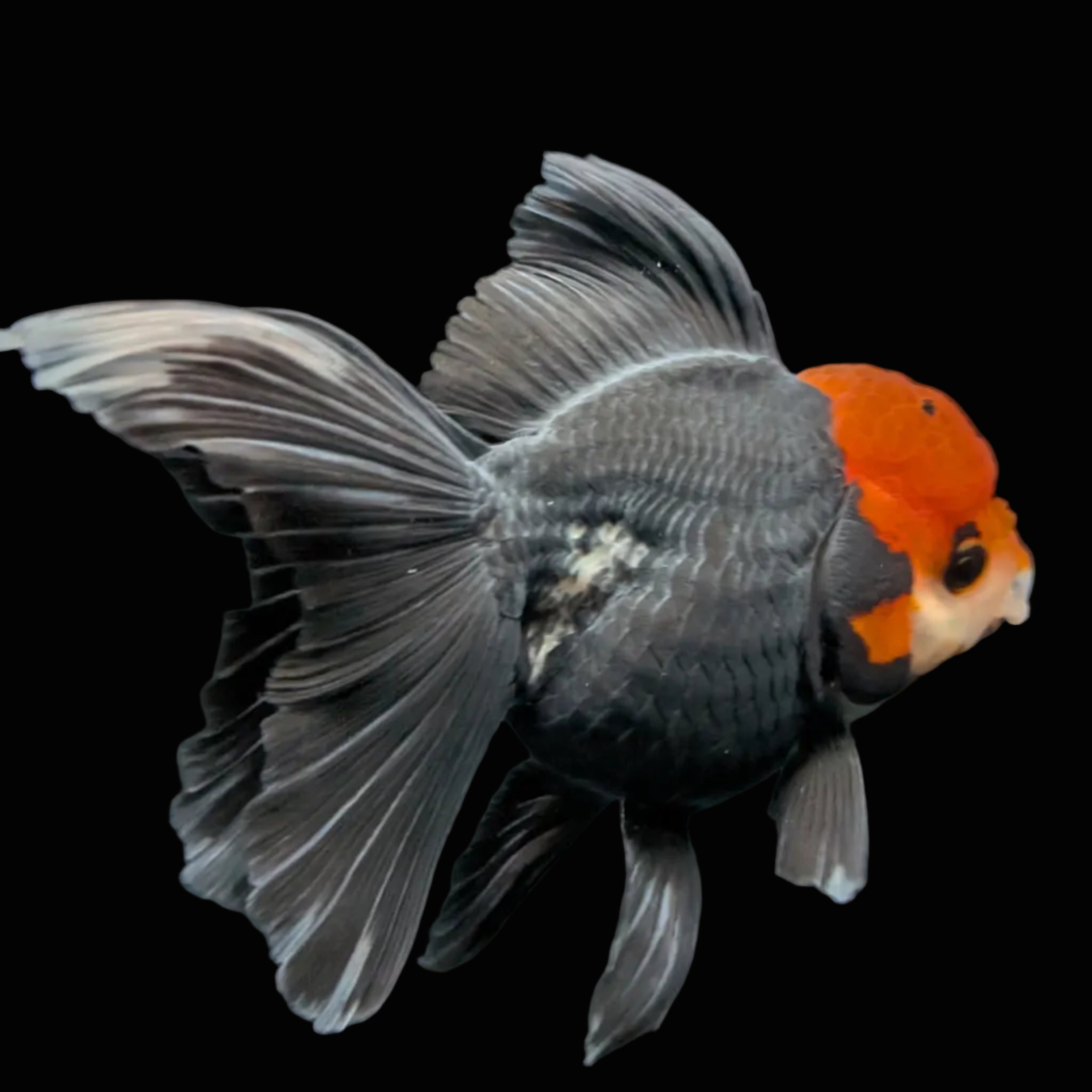 Thai Oranda Tricolor  4.5"-5"  ID#718T5B-004