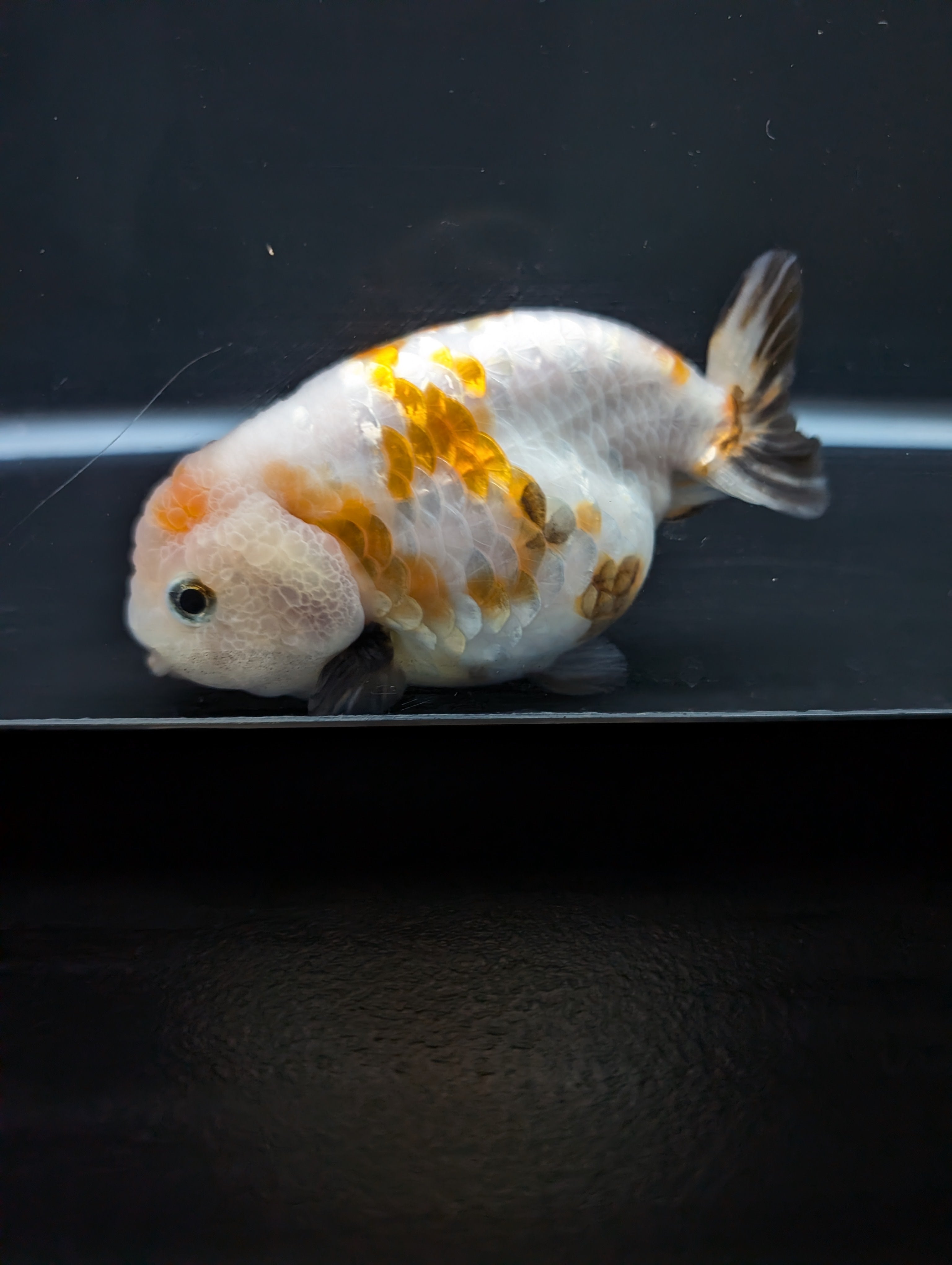 Jumbo Ranchu Sakura Calico 4.5"-5" in. ID#828R8A-052