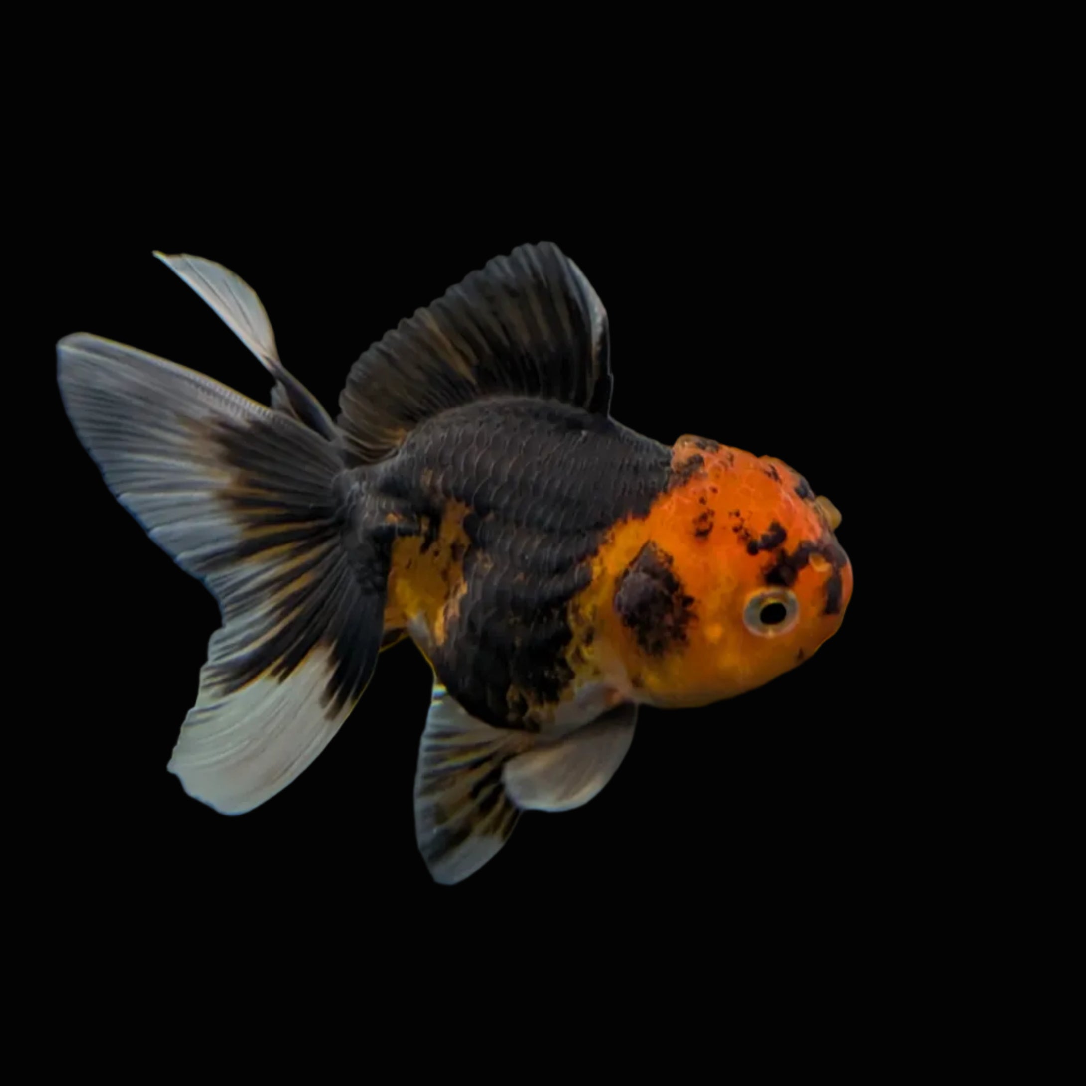 Juvenile Oranda Tricolor 3.5"-4" in.  ID#320T13b-008