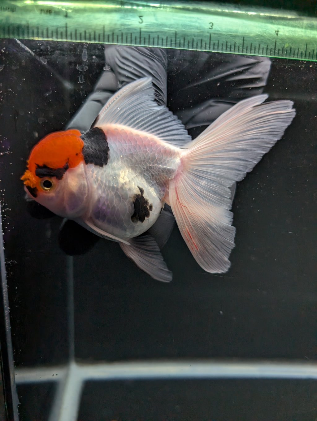 Thai Oranda Tricolor 4"-4.5"in.  ID#1016T1A-006