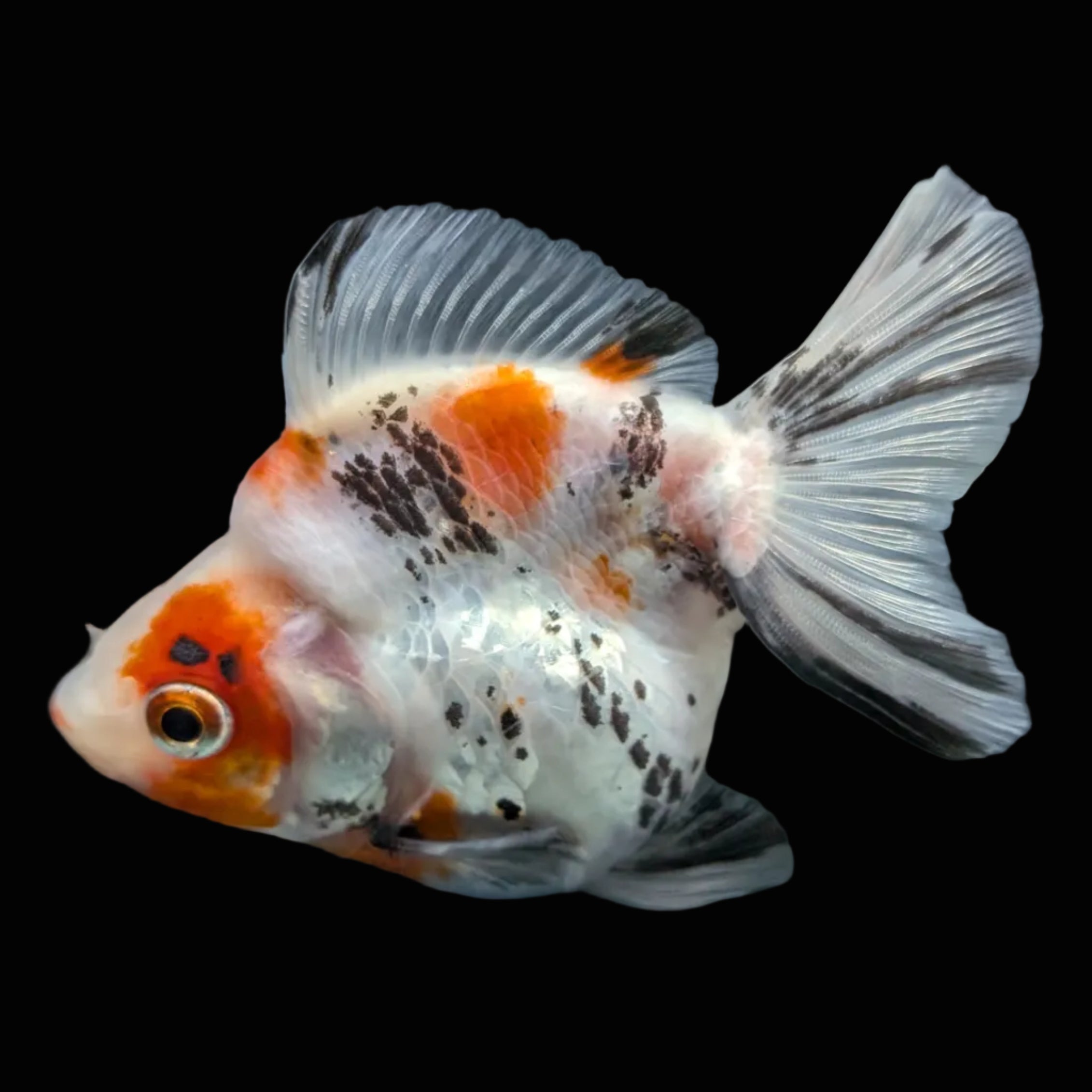 Jumbo Ryukin Short Tail Kirin Calico 4"-4.5" in. ID#4245B-001