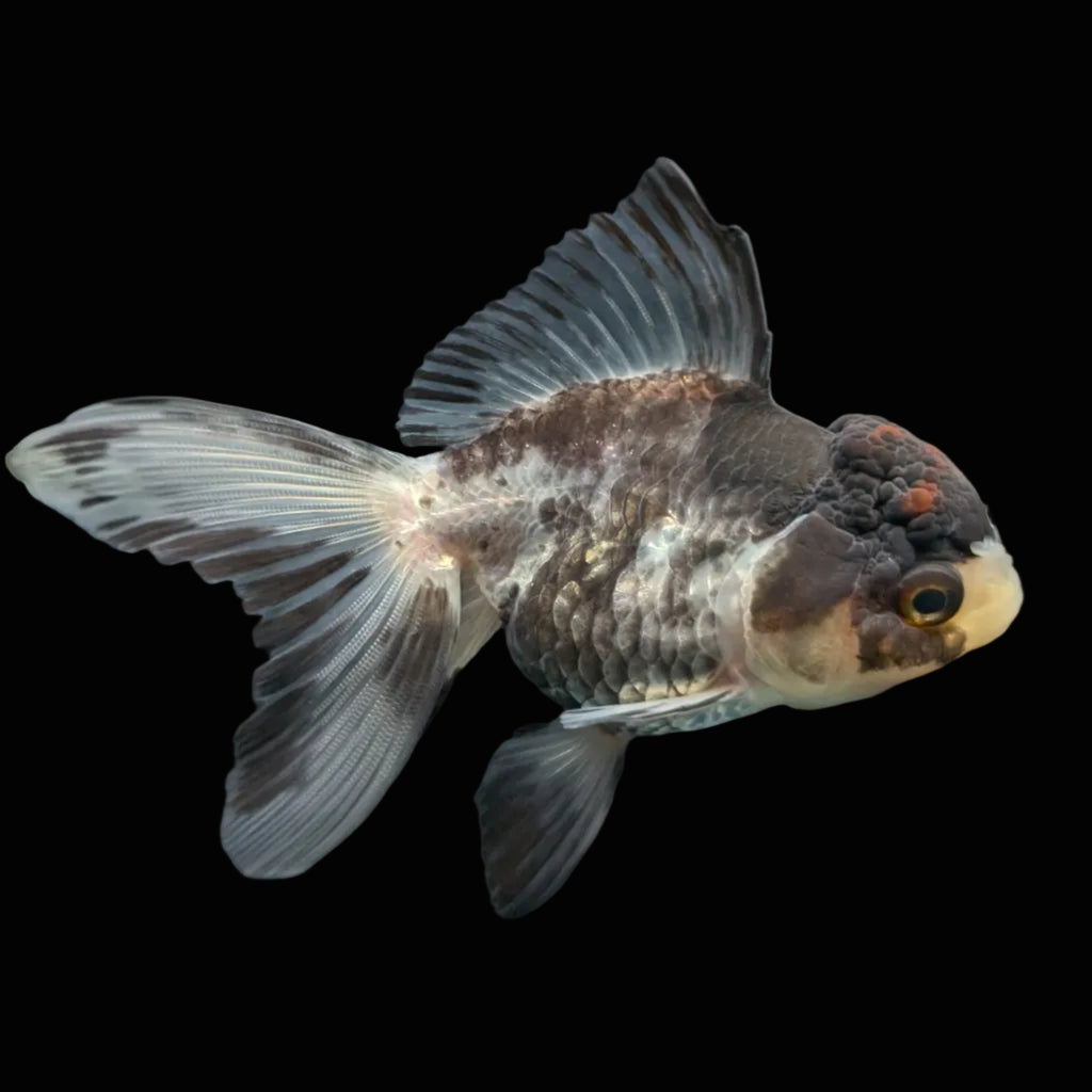 Thai Juvenile Oranda Tricolor 3"-3.5" in.  ID#724T1A-022