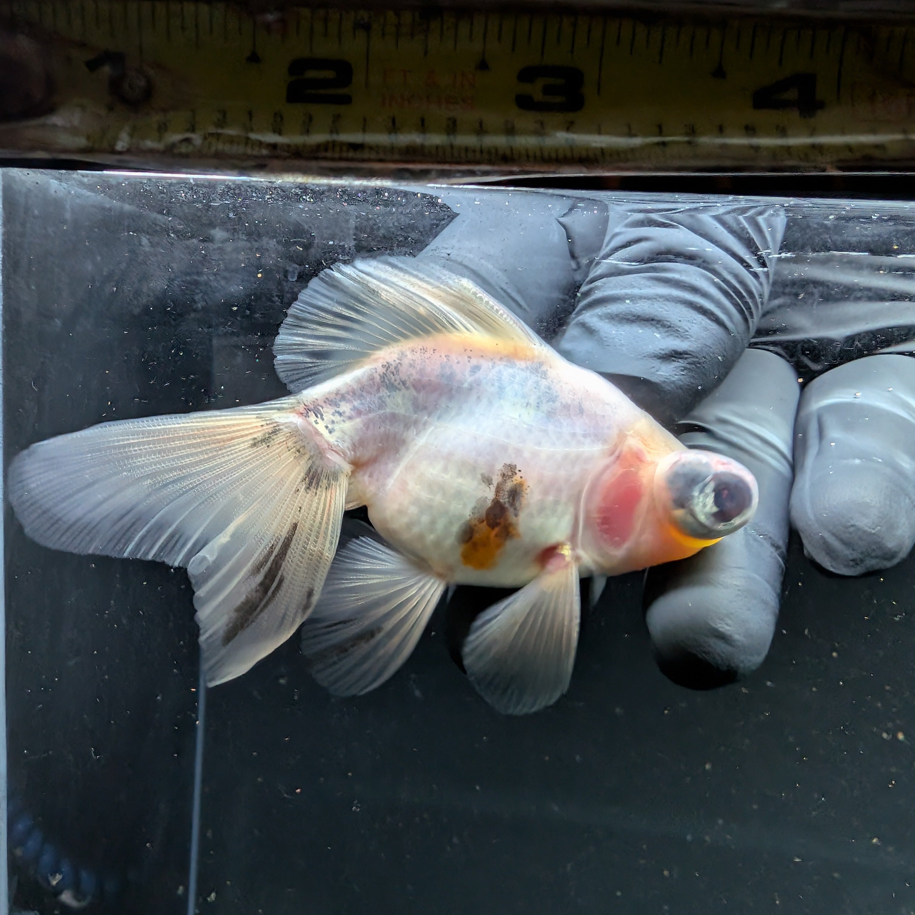 Telescope Butterfly Calico 3.5"-4" in. ID#508B4A-009
