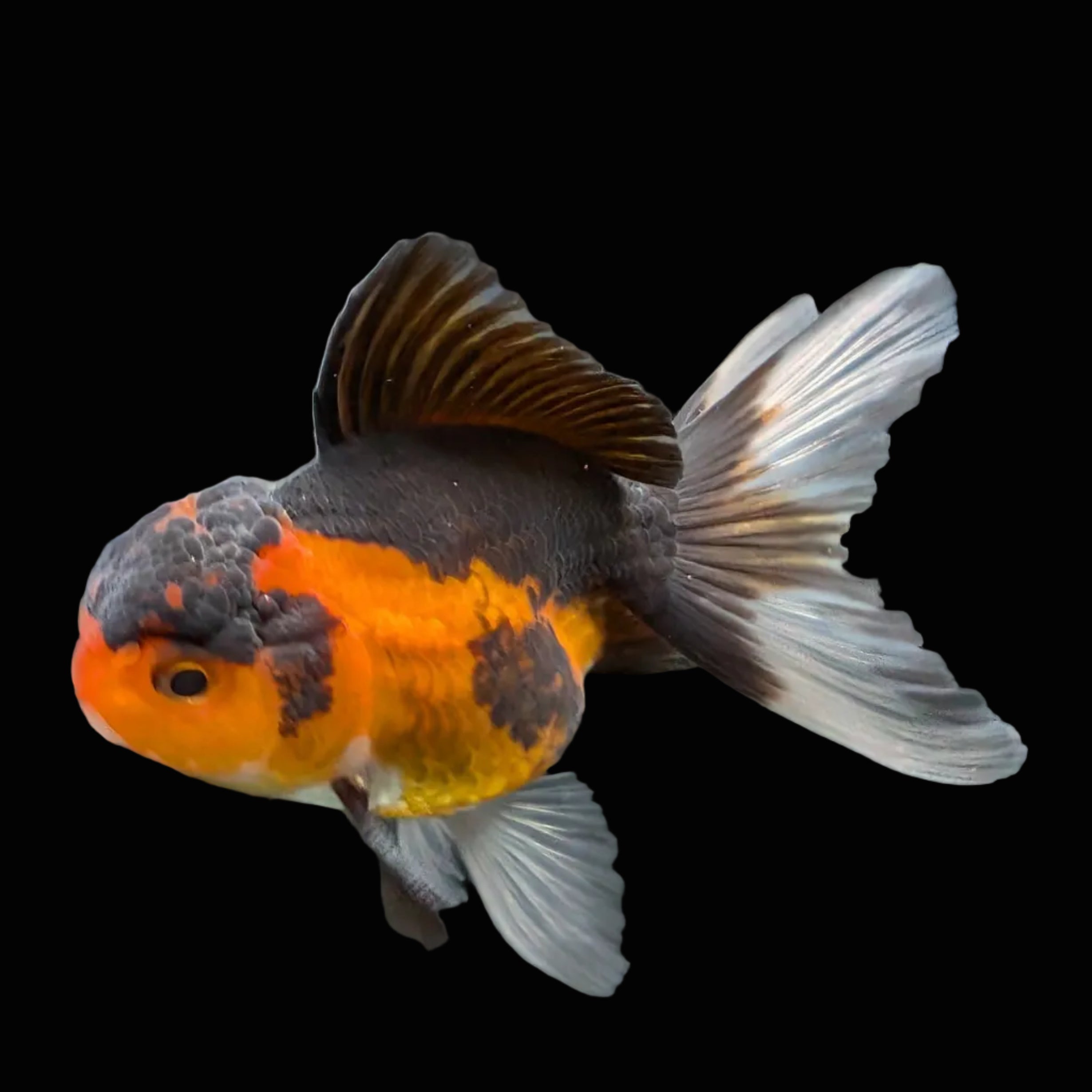 Juvenile Oranda Tricolor 3.5"-4" in.  ID#417T7A-010