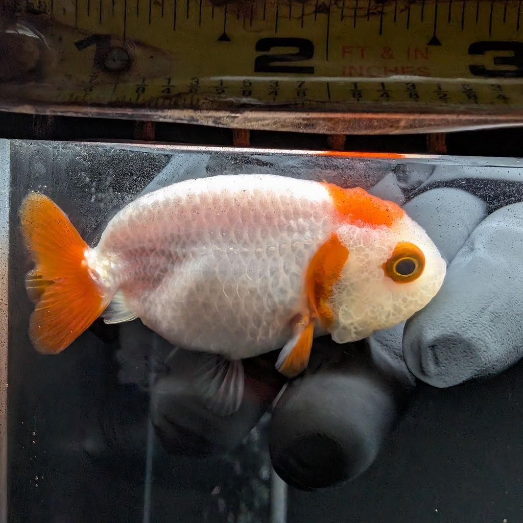 Baby Ranchu Red White 2.5"-3" in. ID#515R4A-001
