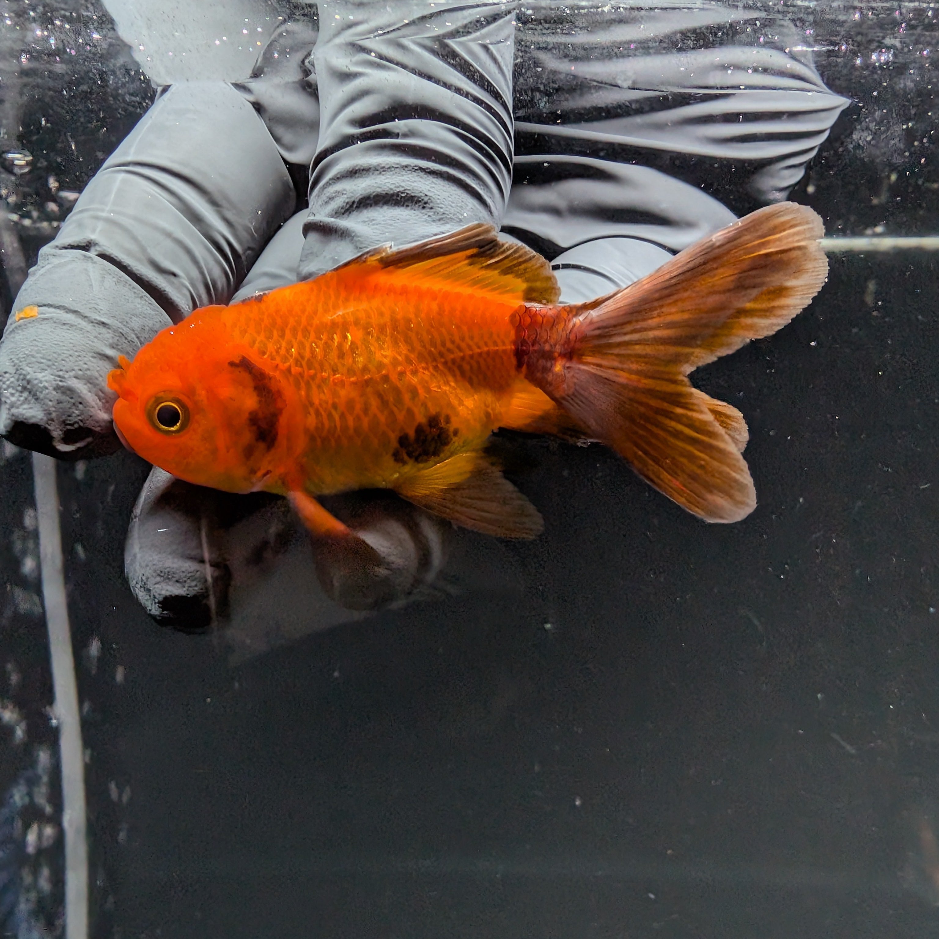 Juvenile Oranda Red Black 3"-3.5"in.  ID#515T2A-008