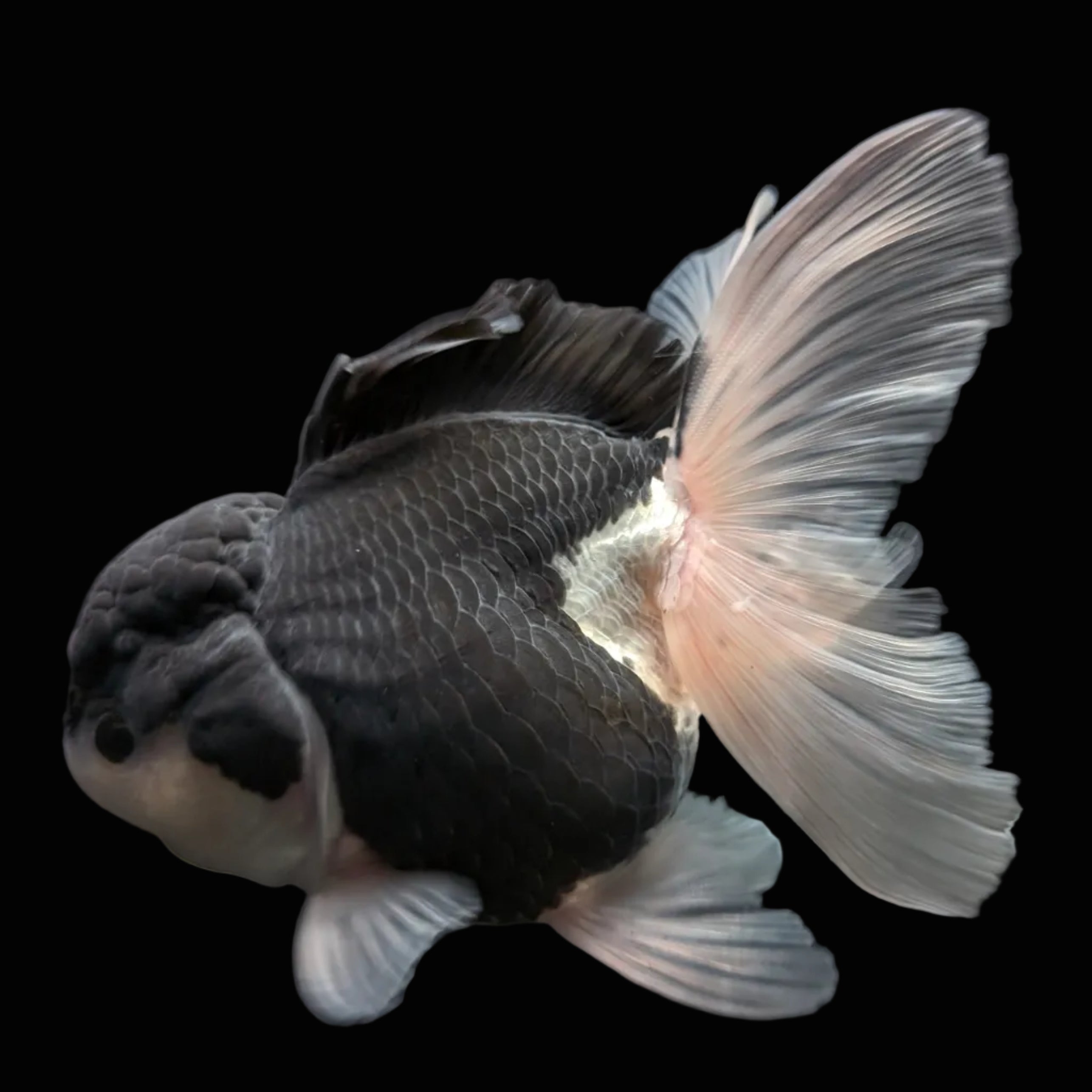 Thai Oranda Panda  4.5"-5"  ID#718T5B-002