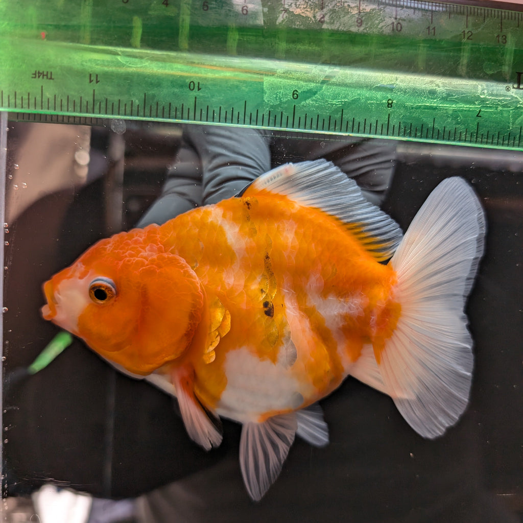 Jumbo Oranda Yuan Bao Sakura   4"-4.5"in. ID#807SB13A-002