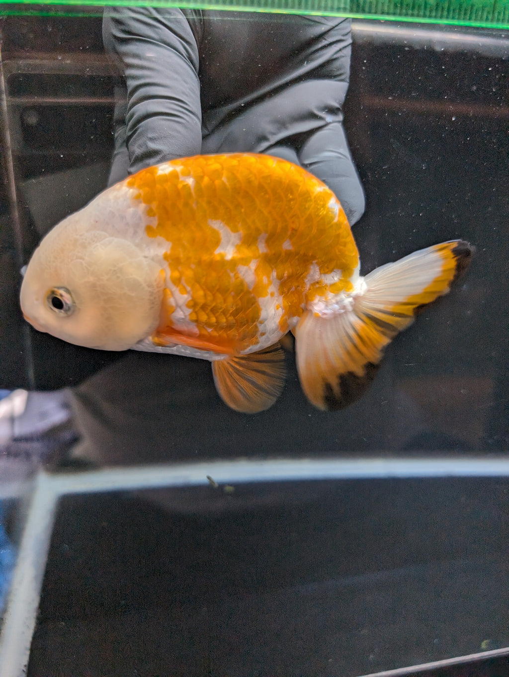 Thai Jumbo Ranchu  *Special Color Calico 4"-4.5" in. ID#807R9A-002 Please See Notes.