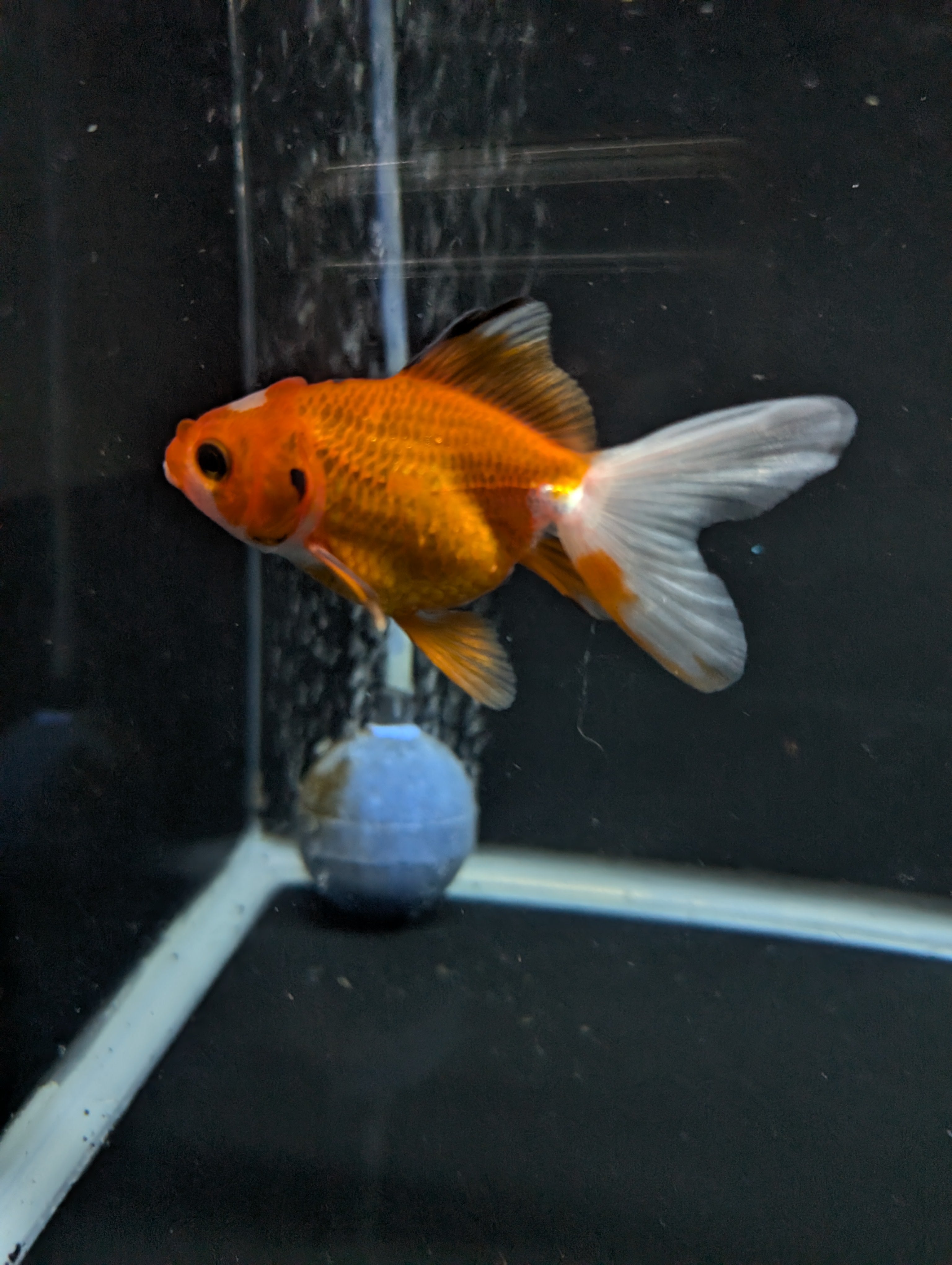 Juvenile Oranda  Red White 3"-3.5"in.  ID#619T1A-017