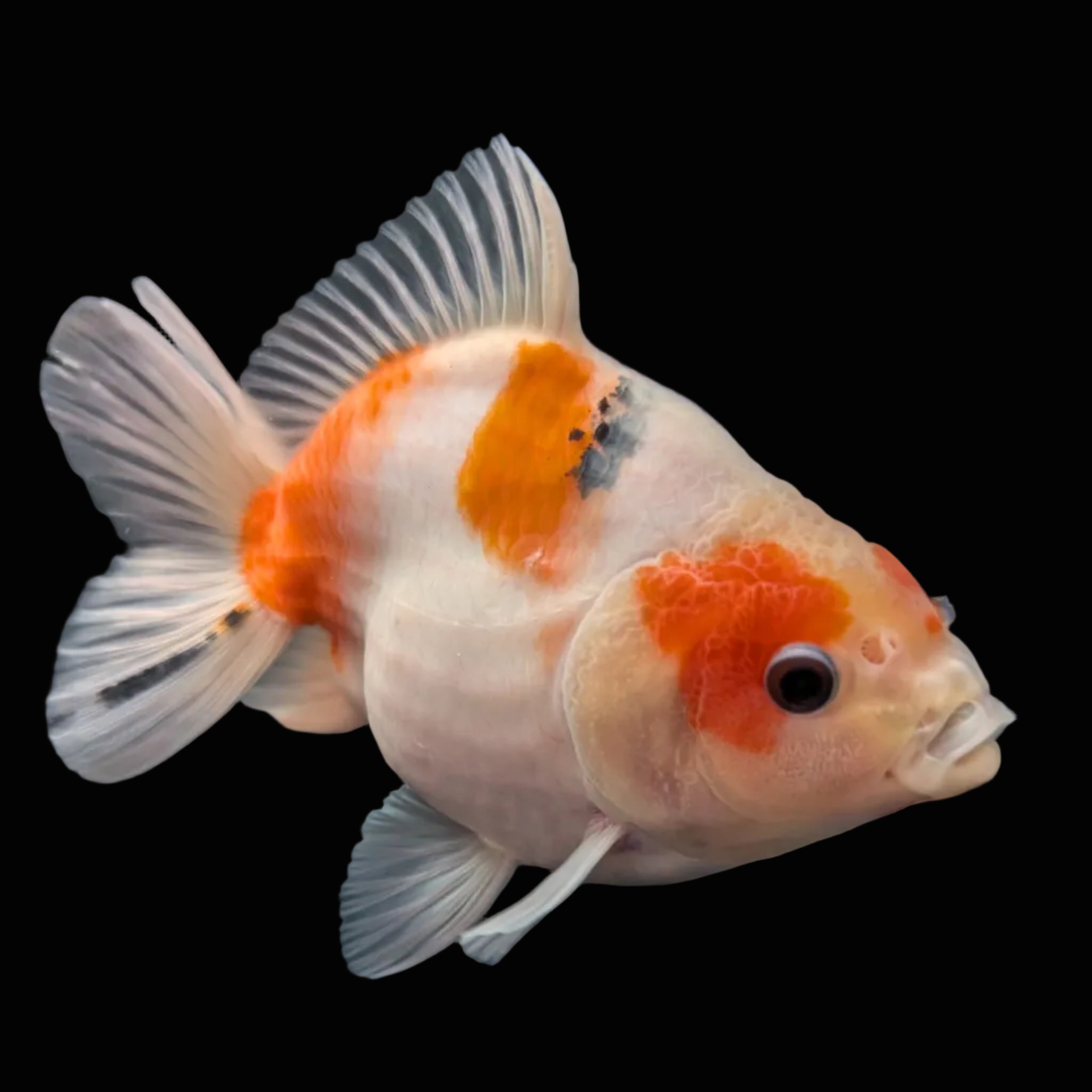 Jumbo Oranda Yuan Bao Sakura   4"-4.5"in. ID#807SB13A-003