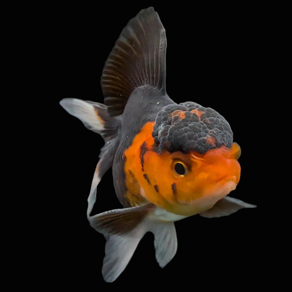 Juvenile Oranda Tricolor 3.5"-4" in.  ID#417T7A-010