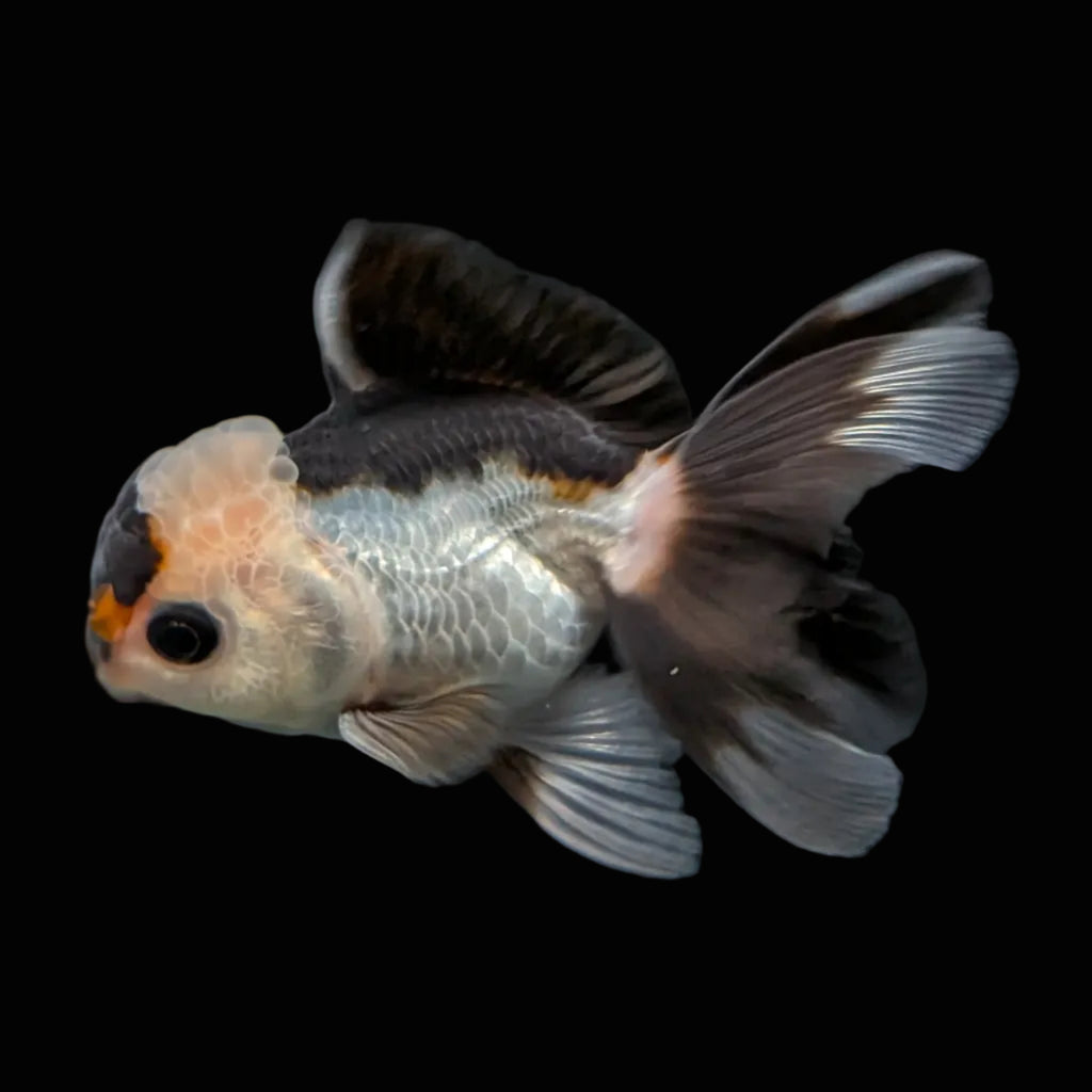Juvenile Thai Oranda Panda 3"in.  ID#814T1A-006