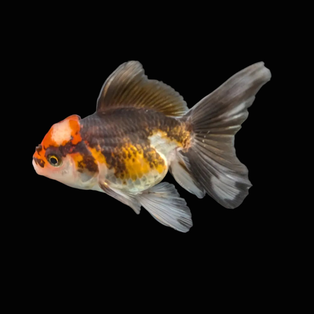 Juvenile Oranda Tricolor 3.5"-4" in.  ID#417T7A-015