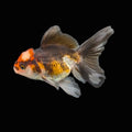 Juvenile Oranda Tricolor 3.5"-4" in.  ID#417T7A-015