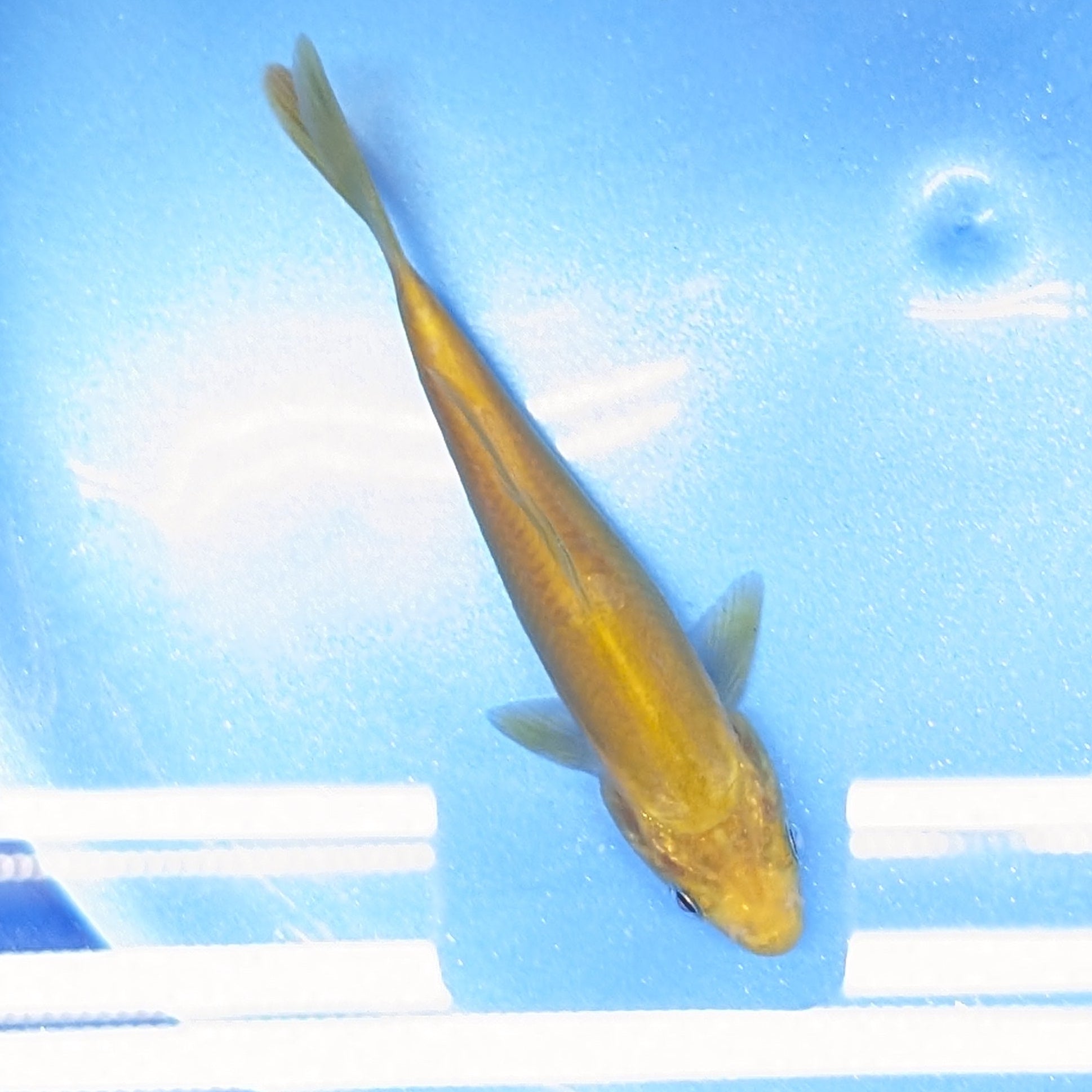 Doitsu Chagoi Koi  4"in. ID#806BFK-026