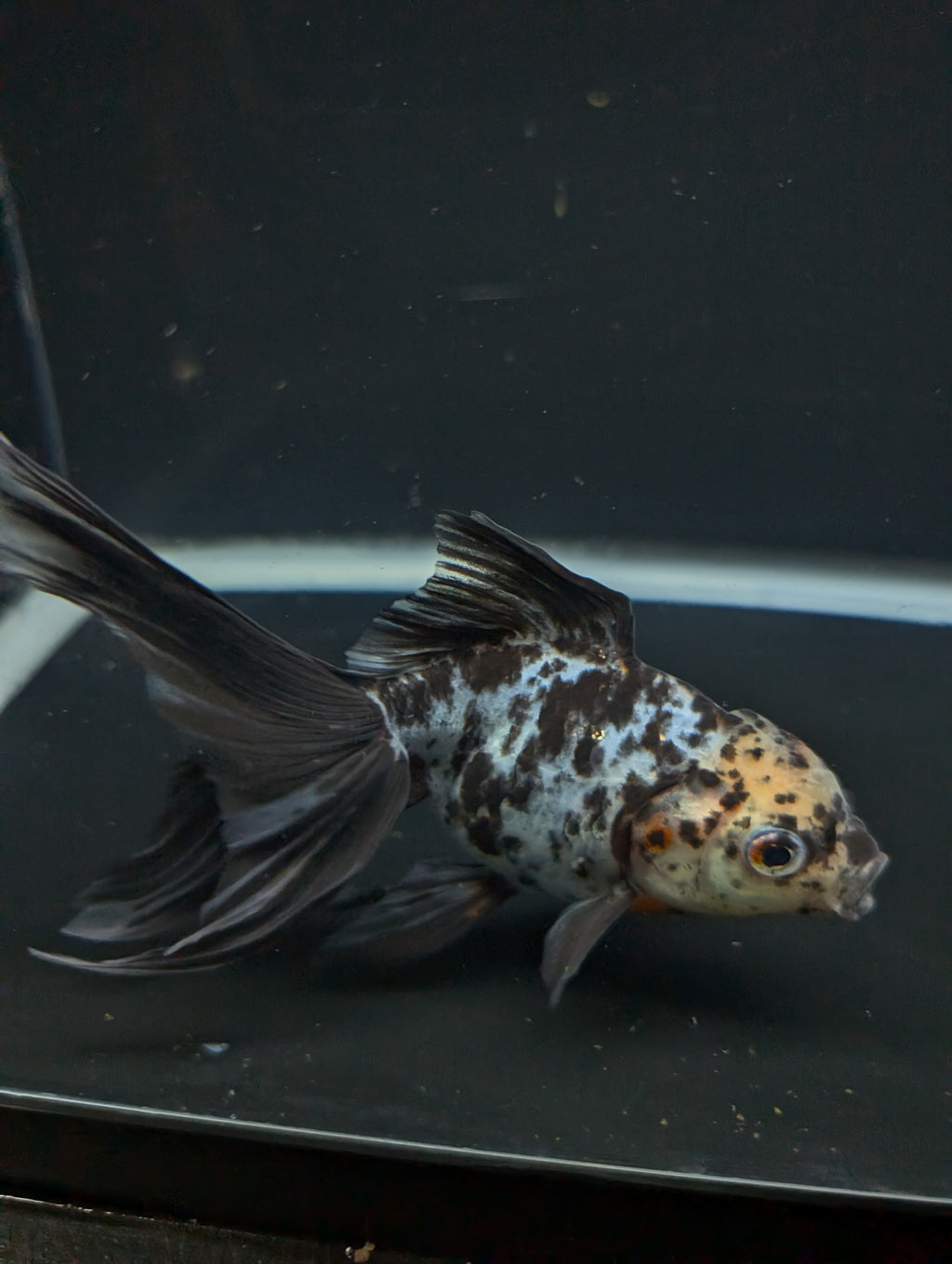 Calico Oranda 5"in. ID#821LB2A-62