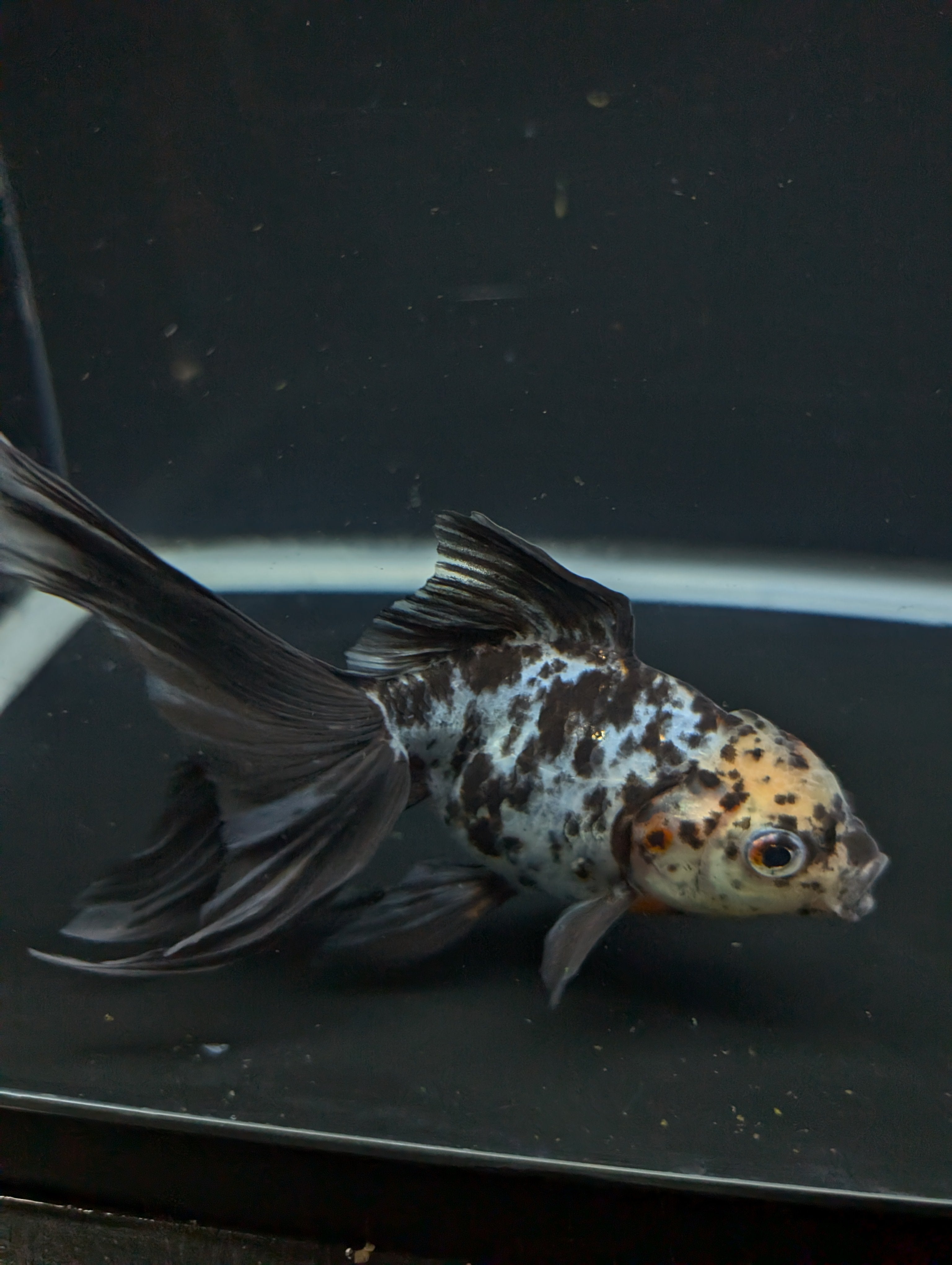 Calico Oranda 5"in. ID#821LB2A-62