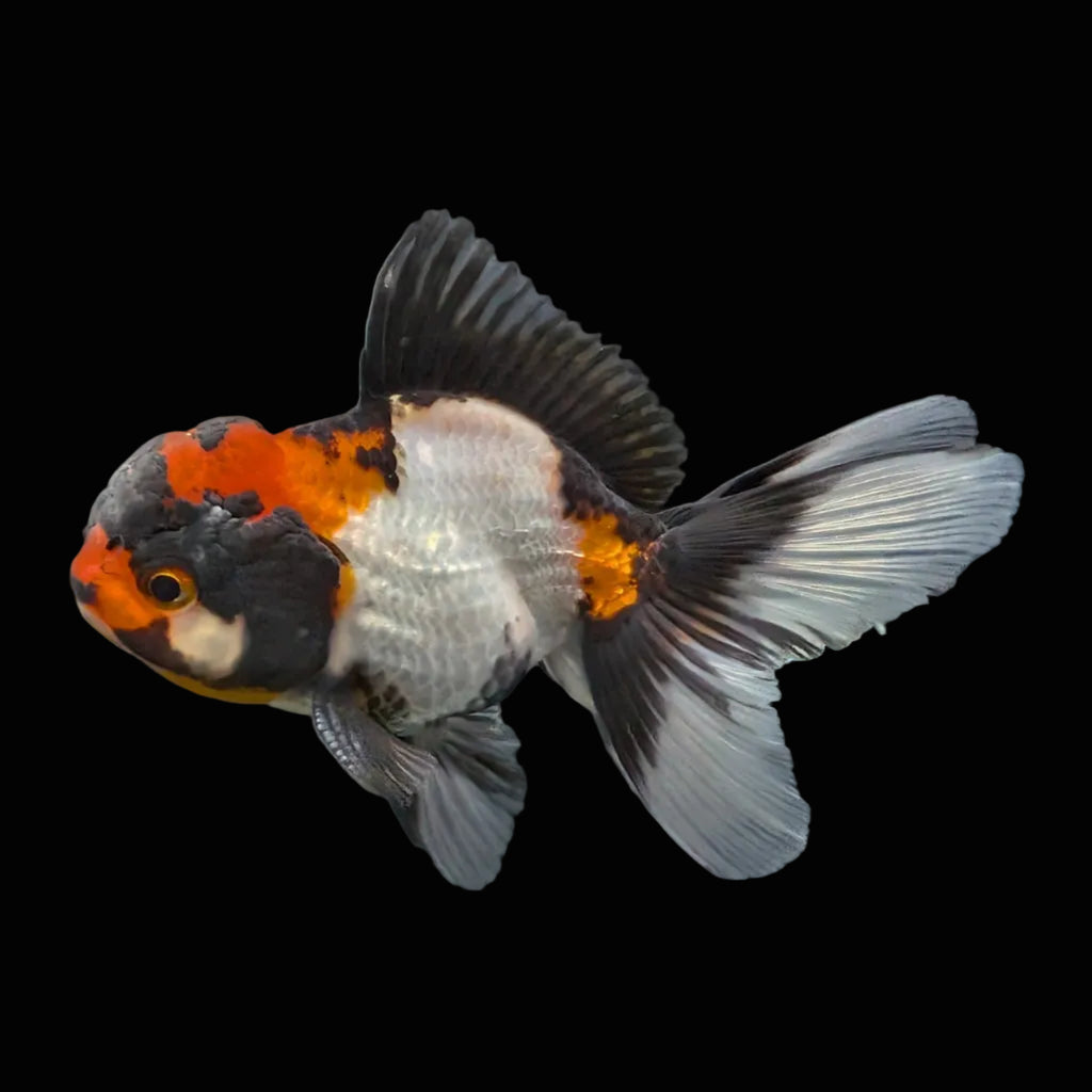 Juvenile Oranda Tricolor 3.5"-4" in.  ID#403T8A-001