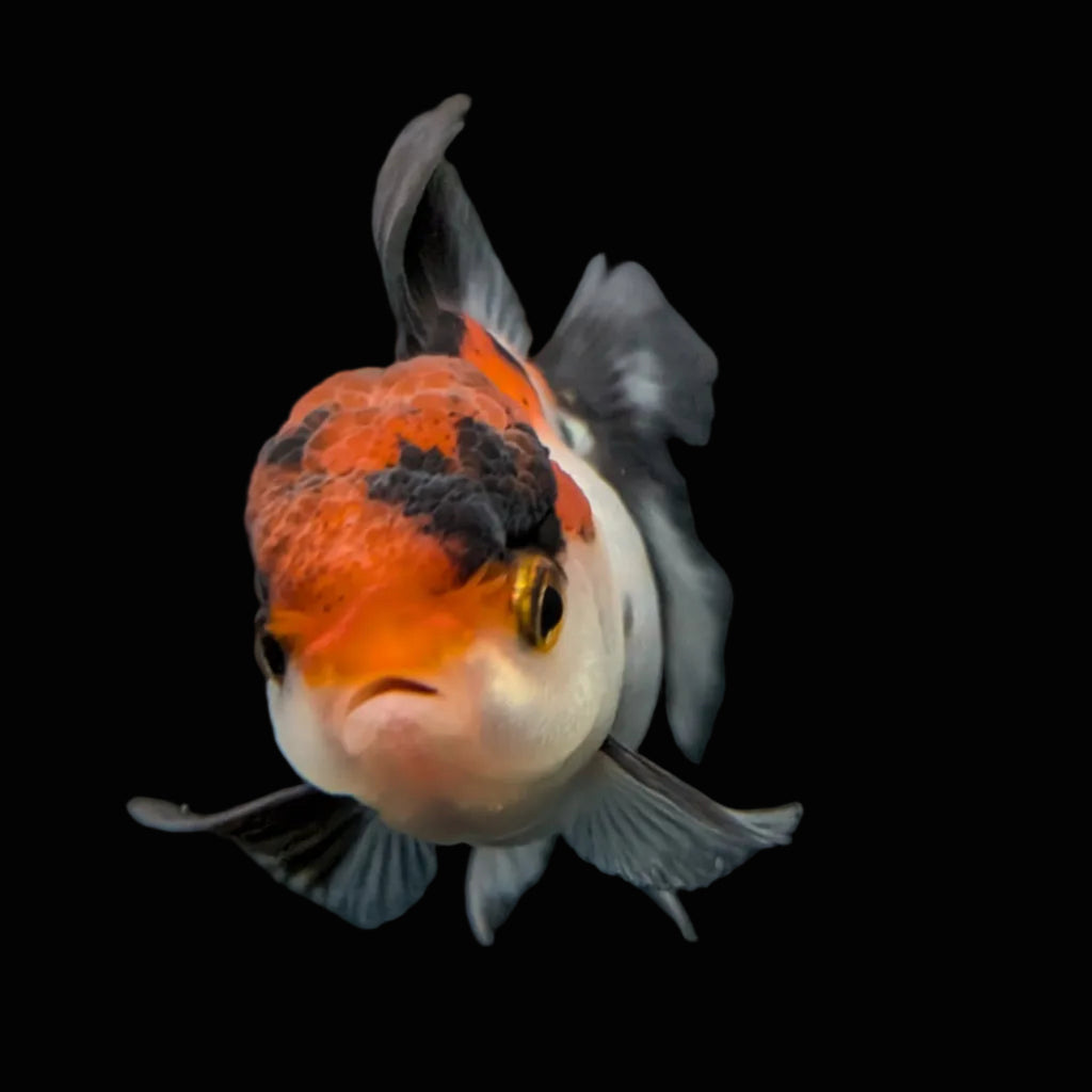 Juvenile Oranda Tricolor 3.5"-4" in.  ID#424T1A-009