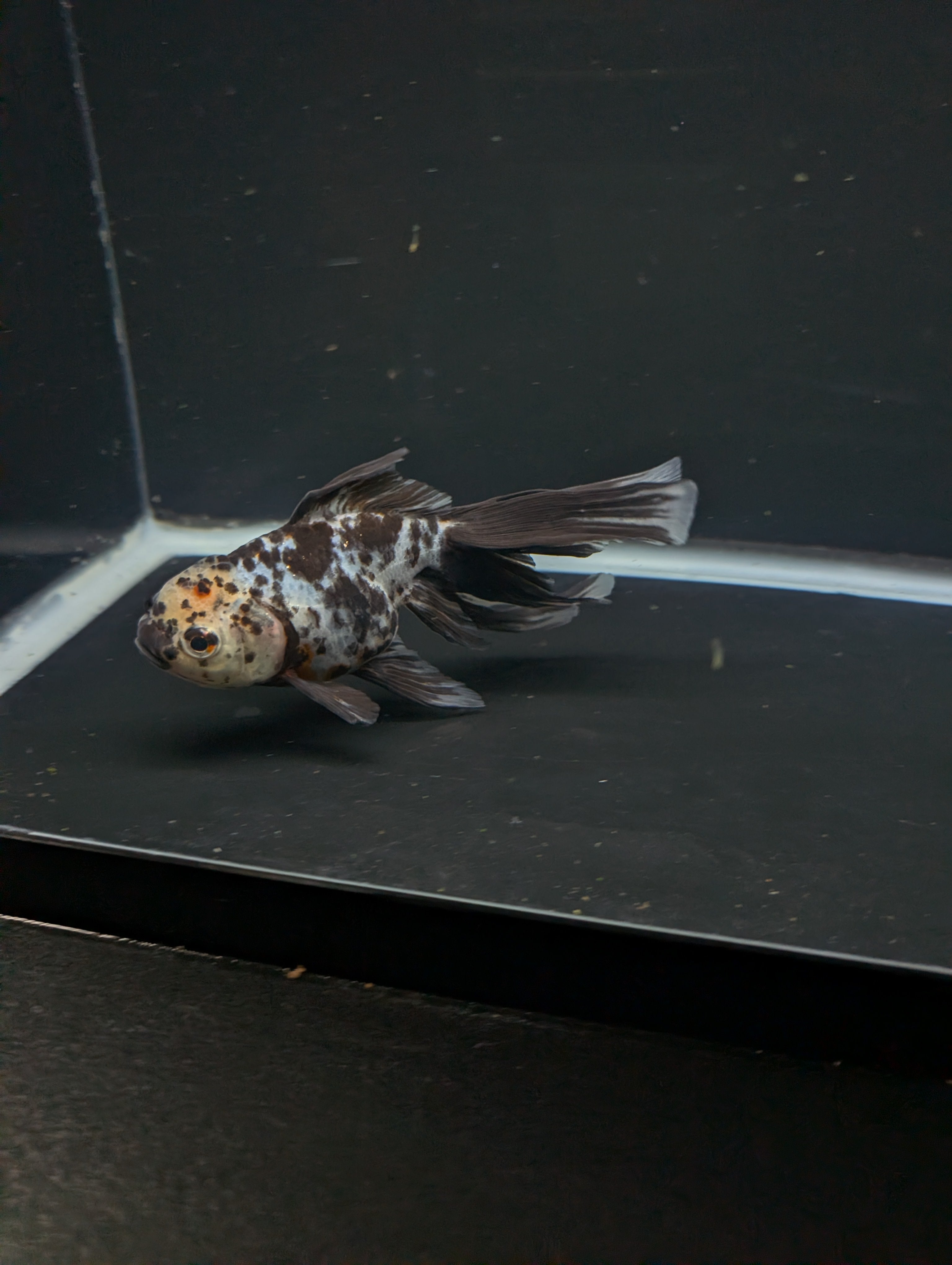 Calico Oranda 5"in. ID#821LB2A-62