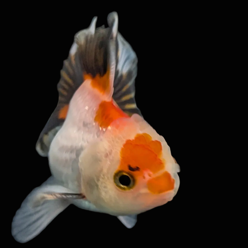 Thai Baby Oranda Tricolor 3"in.  ID#807T1A-004