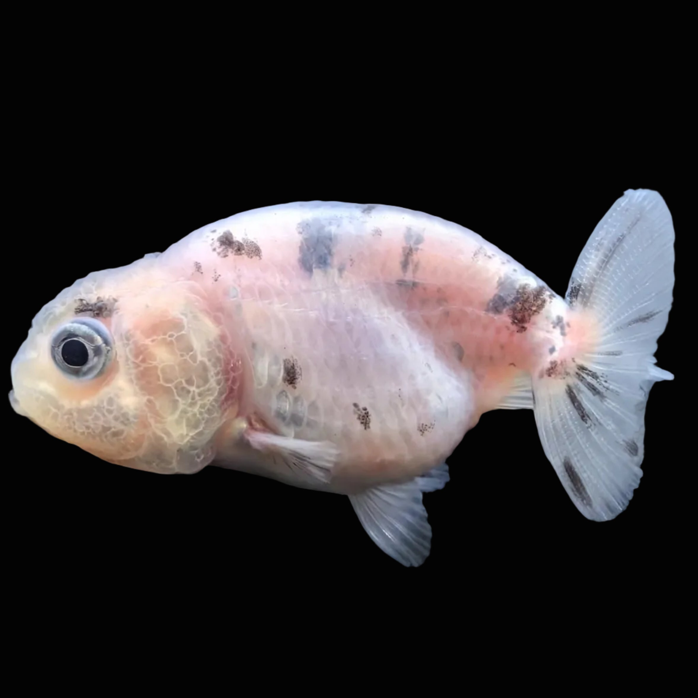 Baby Ranchu  Calico 2"-2.5" in. ID#508R3A-012