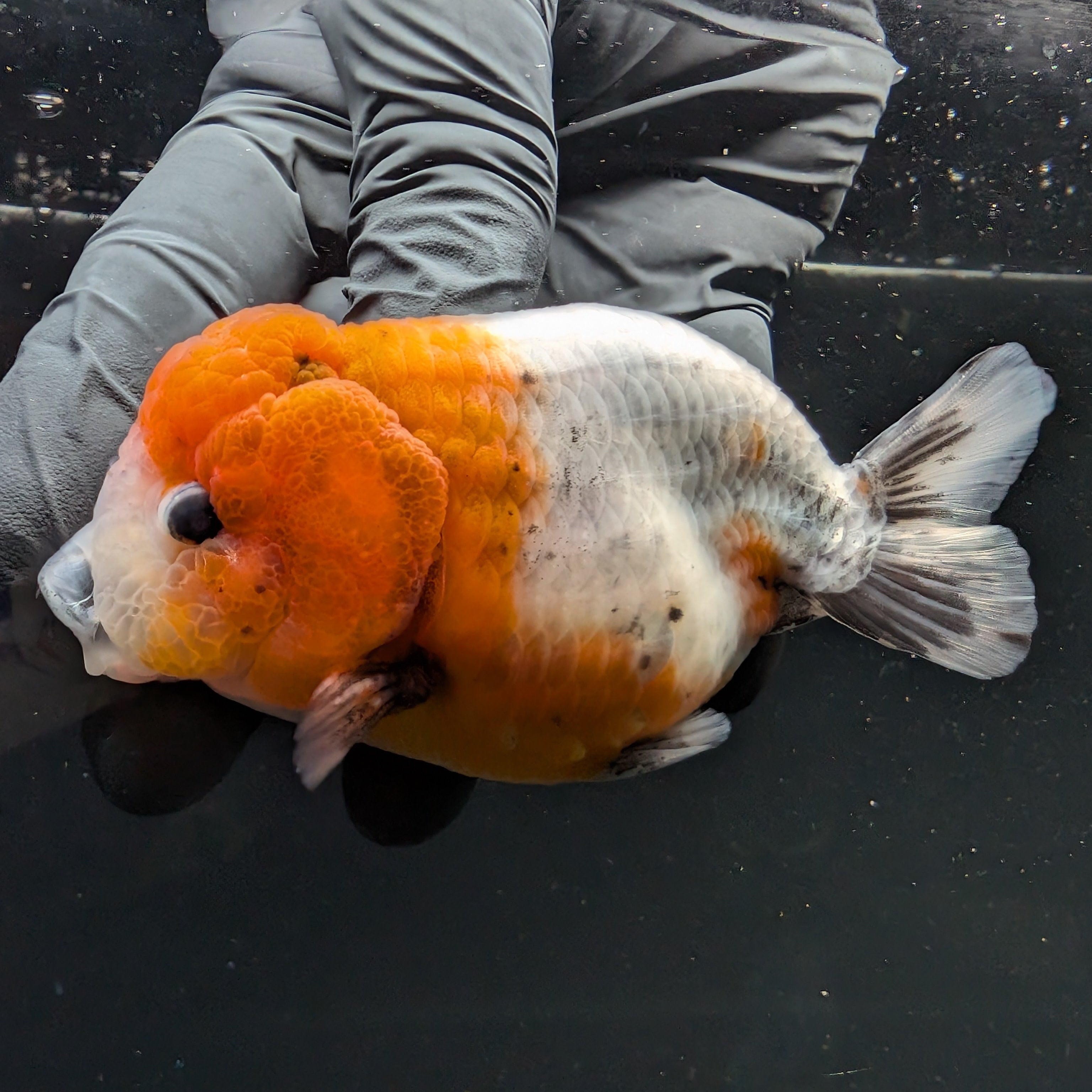 Jumbo Ranchu Calico 4"-4.5" in. ID#5153B-014