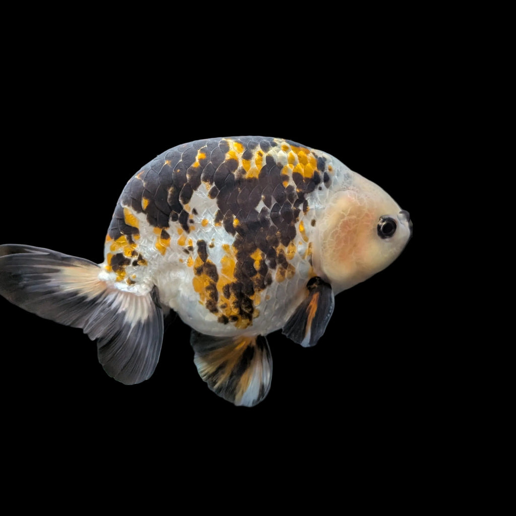 Jumbo Ranchu  AA Grade *Special Color Calico 5"-5.5" in. ID#116R4B-02