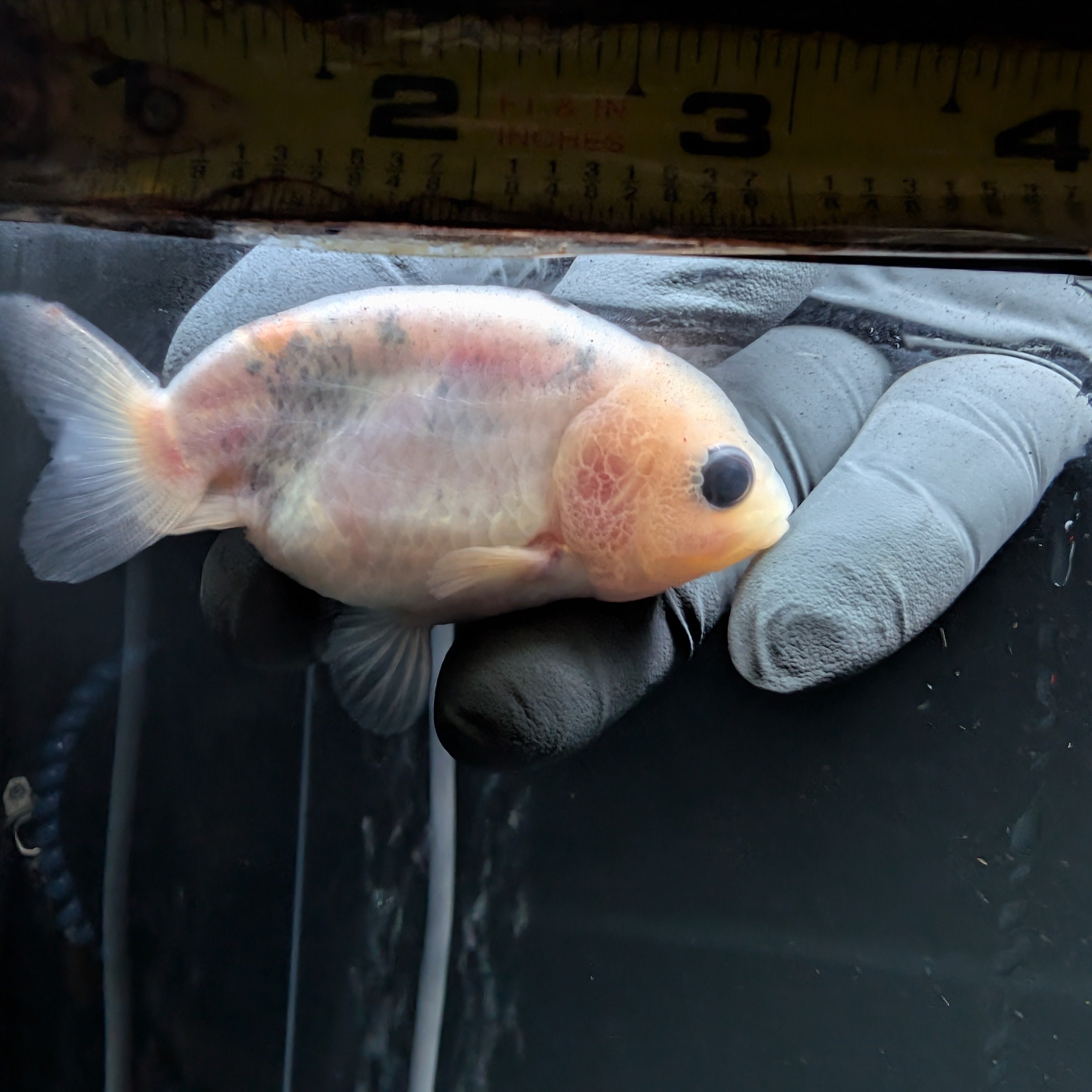 Ranchu Calico 3"-3.5" in. ID#522R4A-010