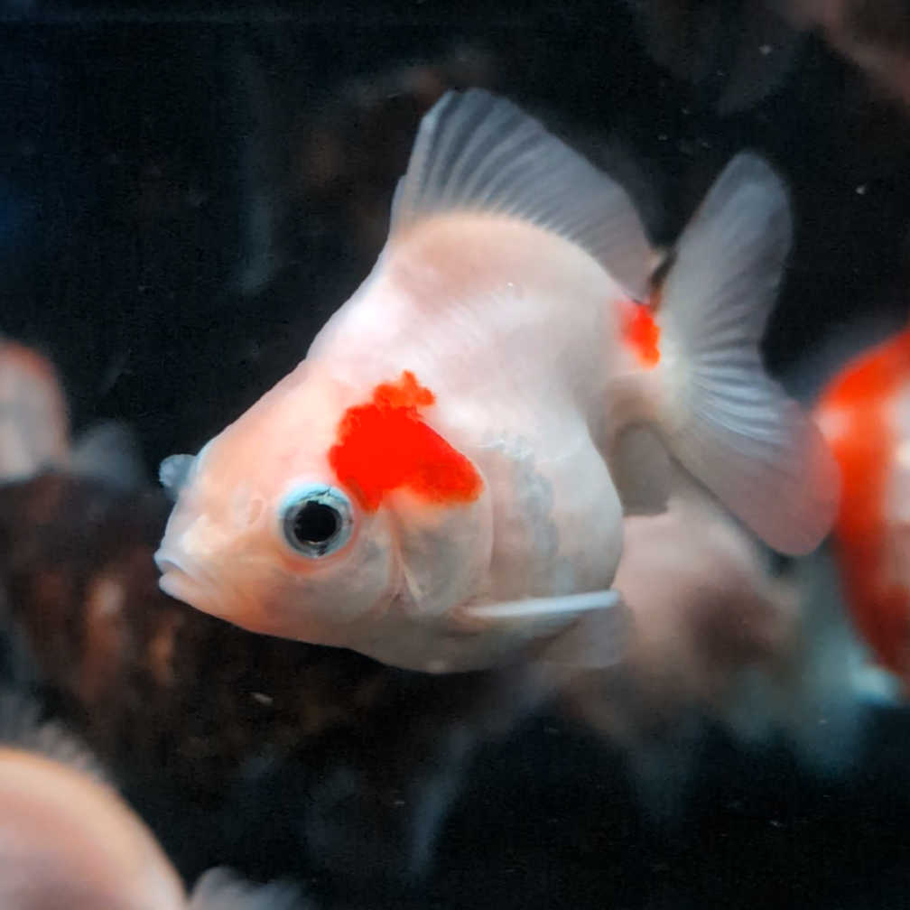 BULK 5PACK - Baby Thai Shogun Oranda Mix Color 2"-2.5" in. *Assorted Dealers Choice