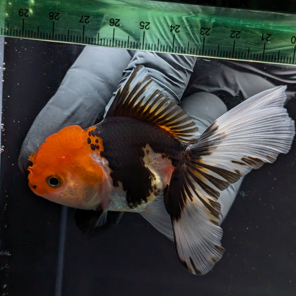 Thai Juvenile Oranda Tricolor 3.5"-4"in.  ID#731T1A-055