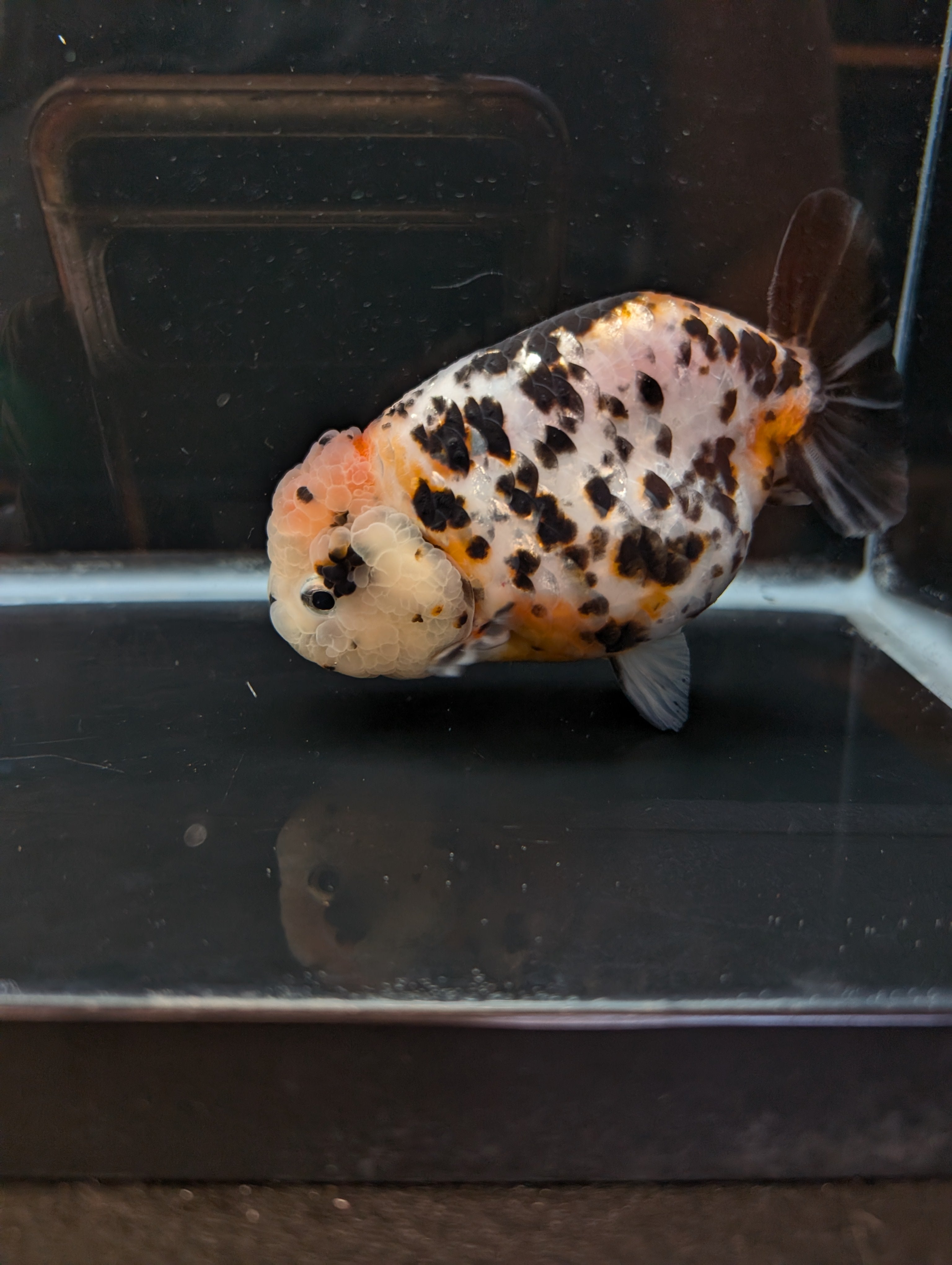 Jumbo Ranchu Milk Cow Calico 4.5"-5" in. ID#814R8A-021