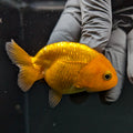 Ranchu Red White 2.5"-3" in. ID#724R4A-030