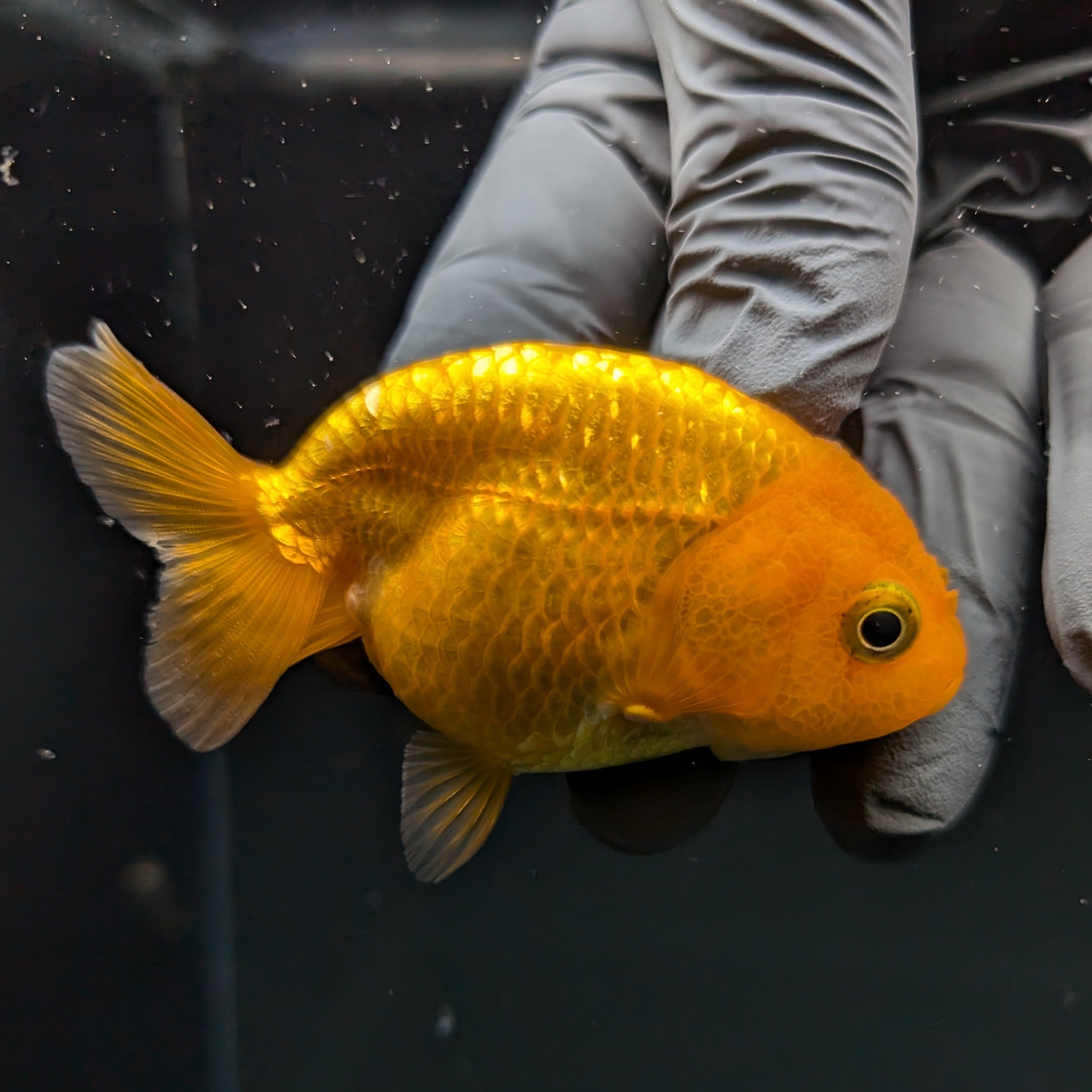 Ranchu Red White 2.5"-3" in. ID#724R4A-030