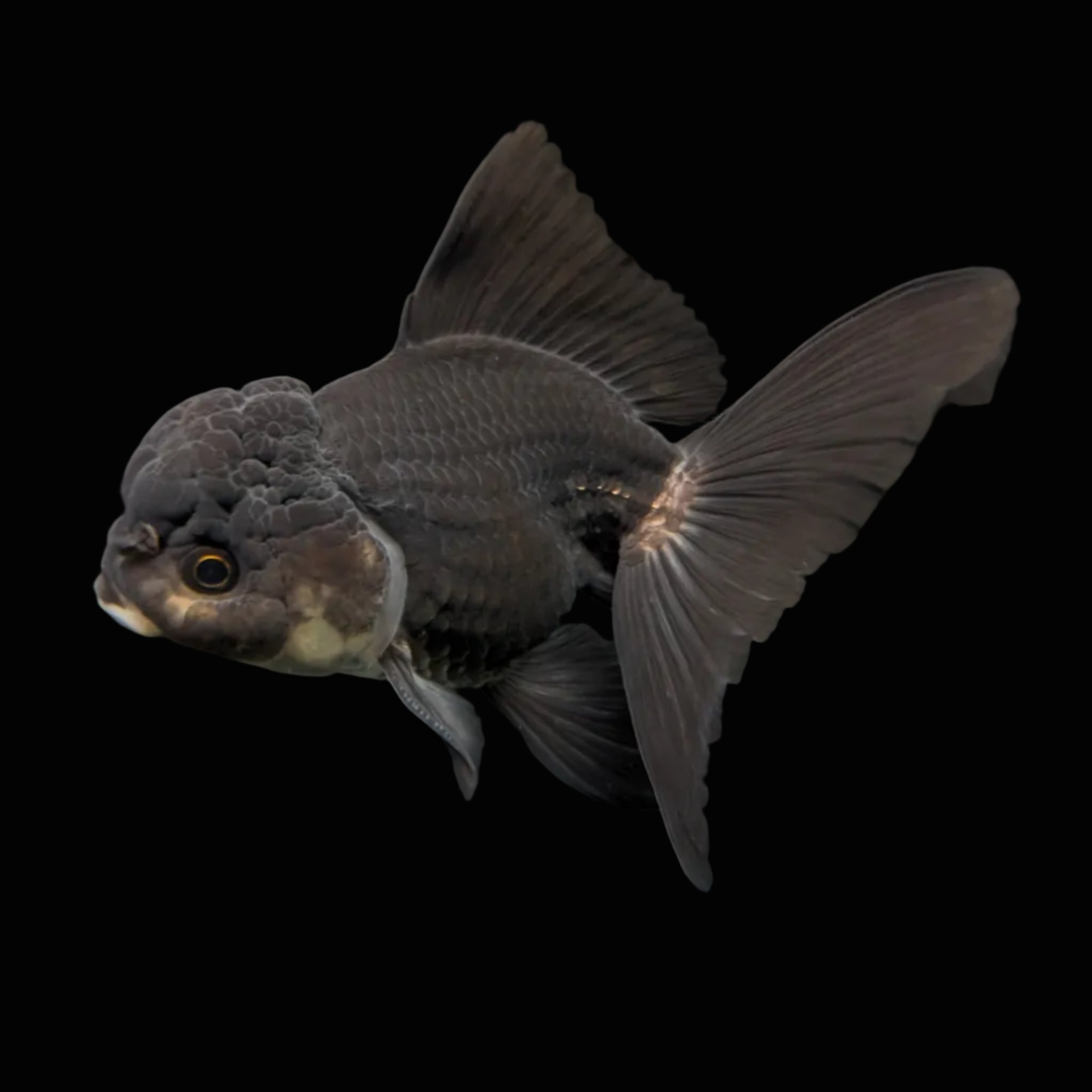 Thai Juvenile Oranda Panda Black 3"-3.5" in.  ID#724T1A-030