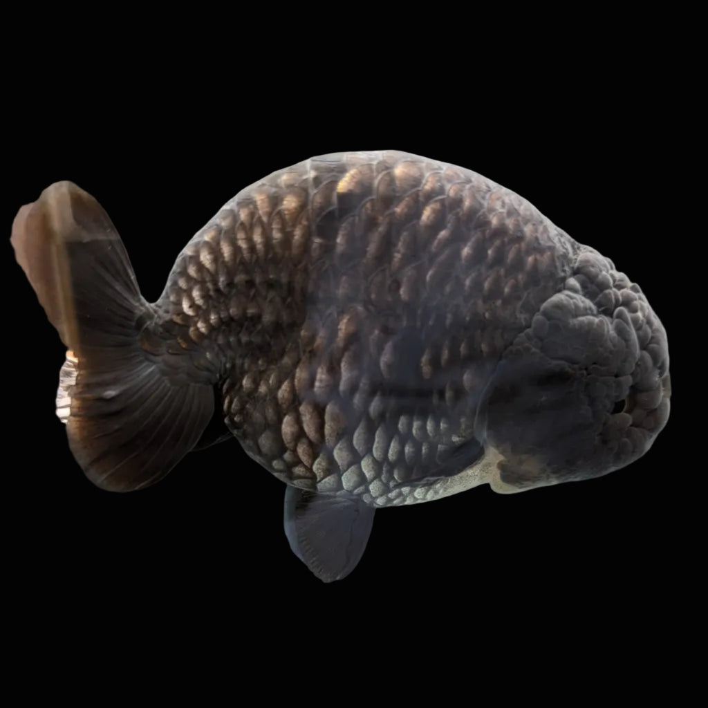 Jumbo Ranchu Dragon Scale Blue / Black 4.5"-5" in. ID#1009R8A-055