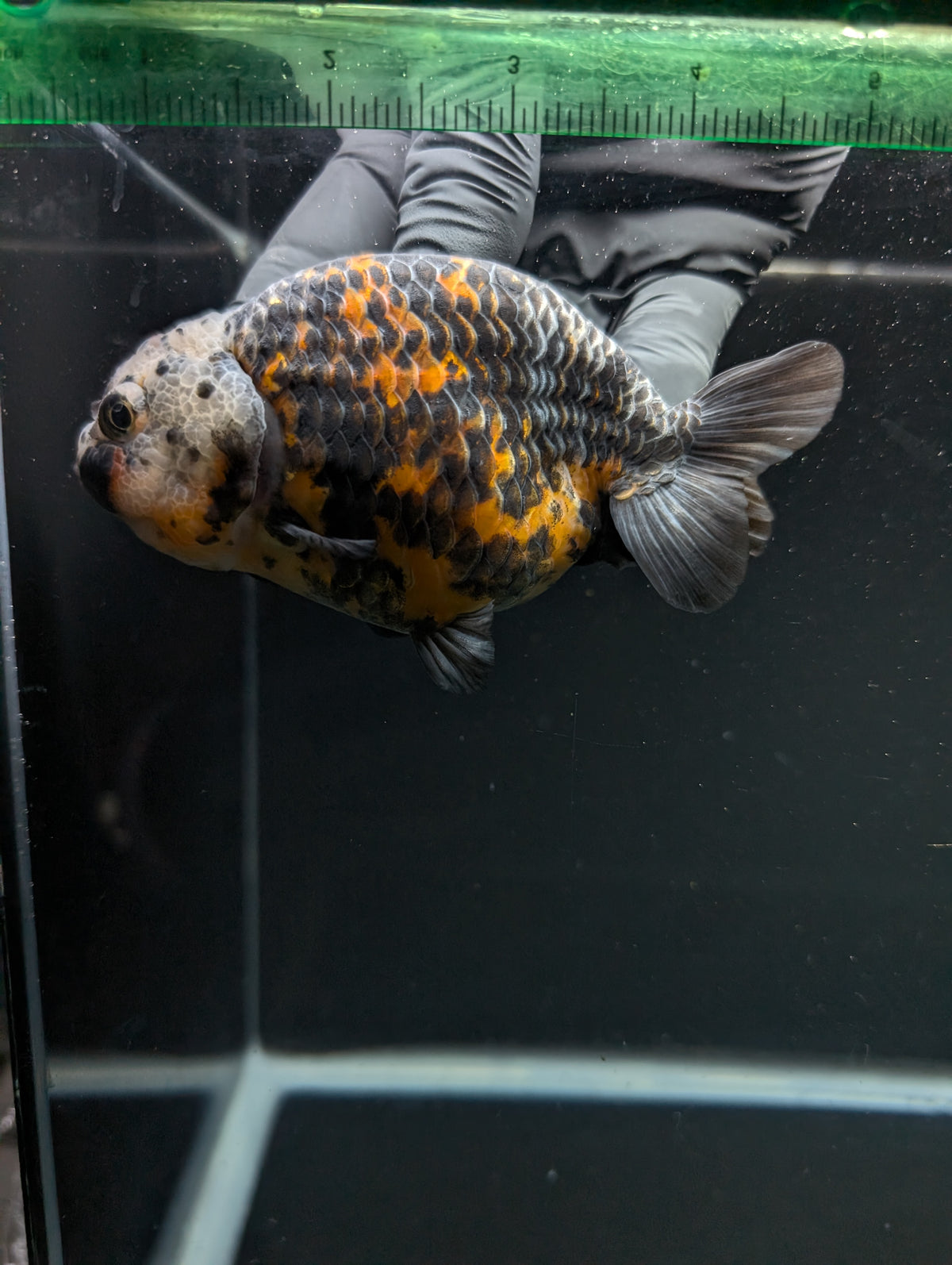 Jumbo Ranchu Kirin Calico 4"-4.5" in. ID#918R8A-074