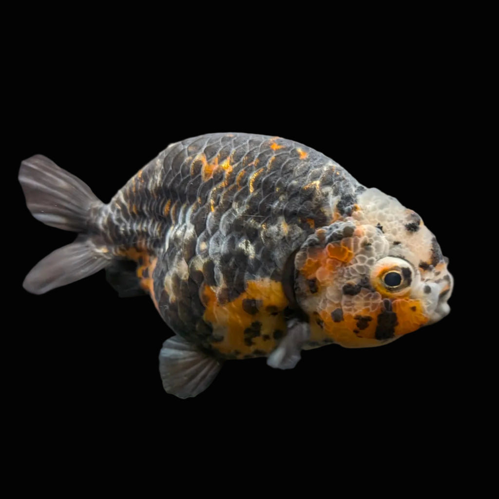 Jumbo Ranchu Kirin Calico 4"-4.5" in. ID#918R8A-074