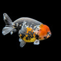 Jumbo Ranchu AA Grade *Special Color Calico 5" in. ID#116R4B-03