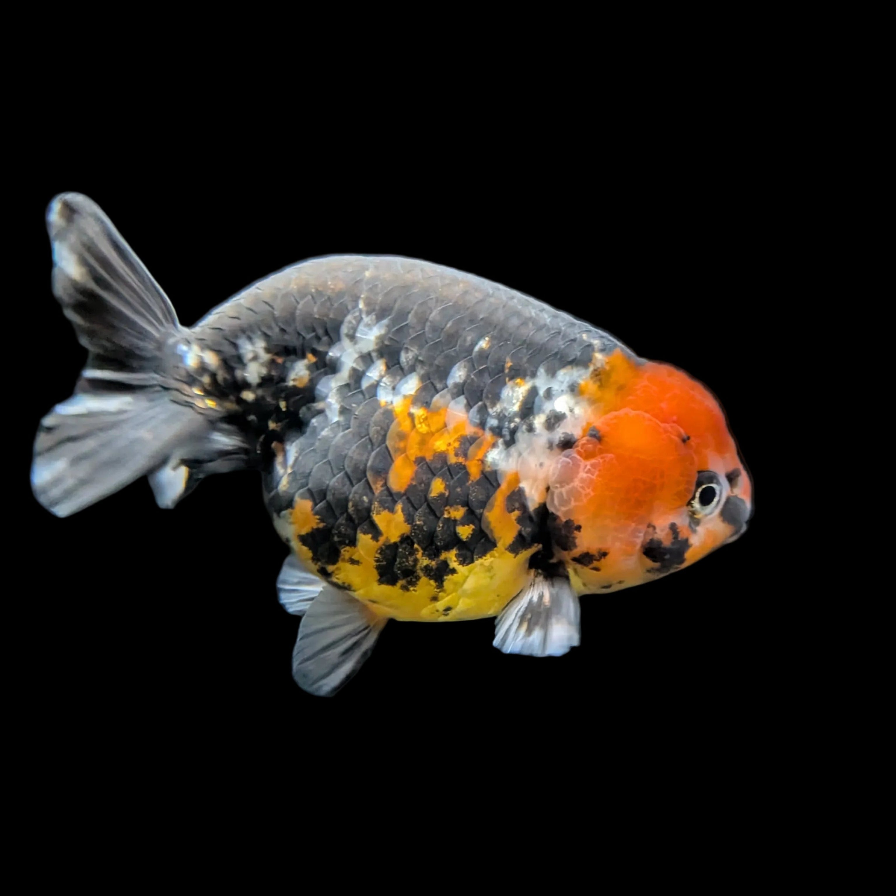 Jumbo Ranchu AA Grade *Special Color Calico 5" in. ID#116R4B-03