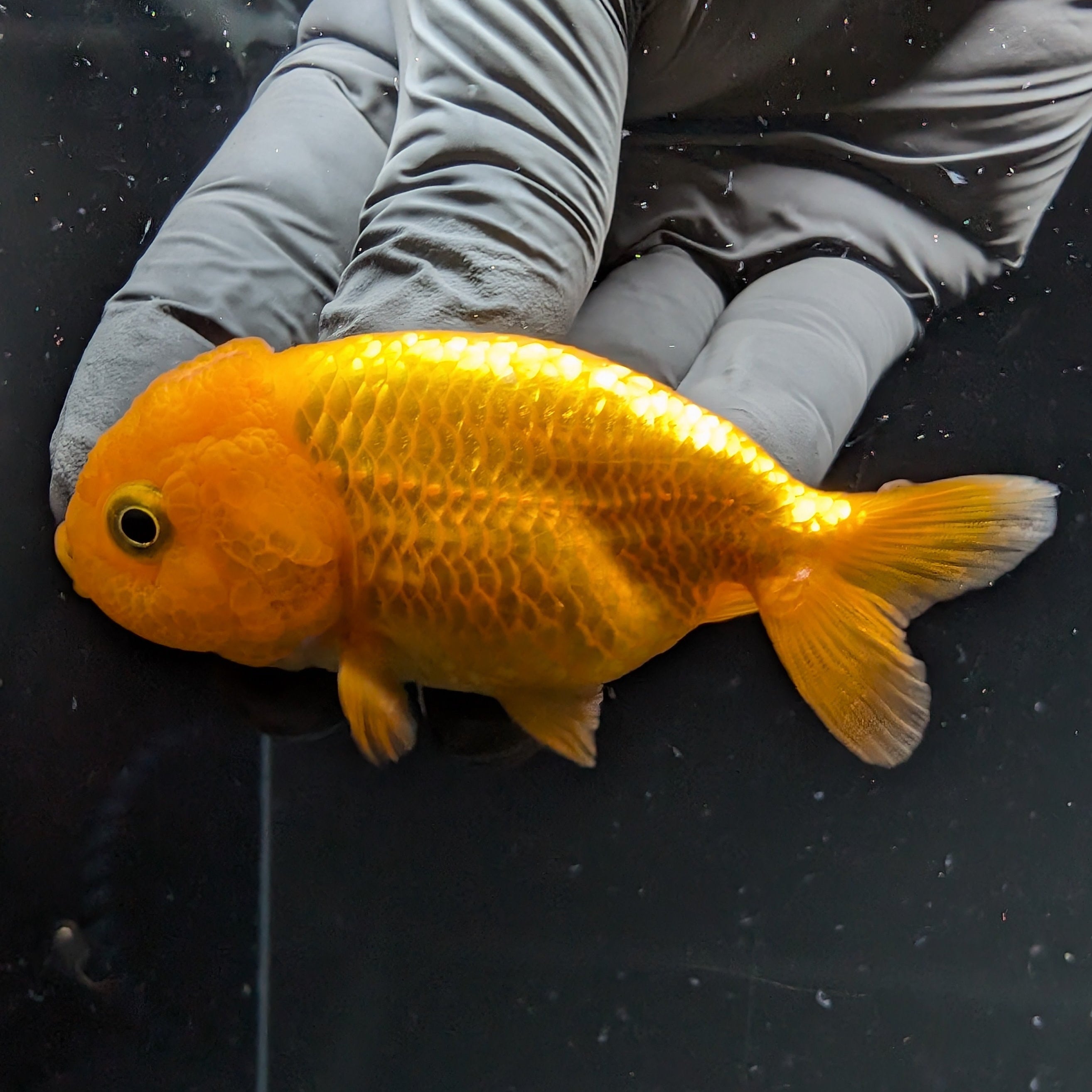 Ranchu Red White 2.5"-3" in. ID#724R4A-034
