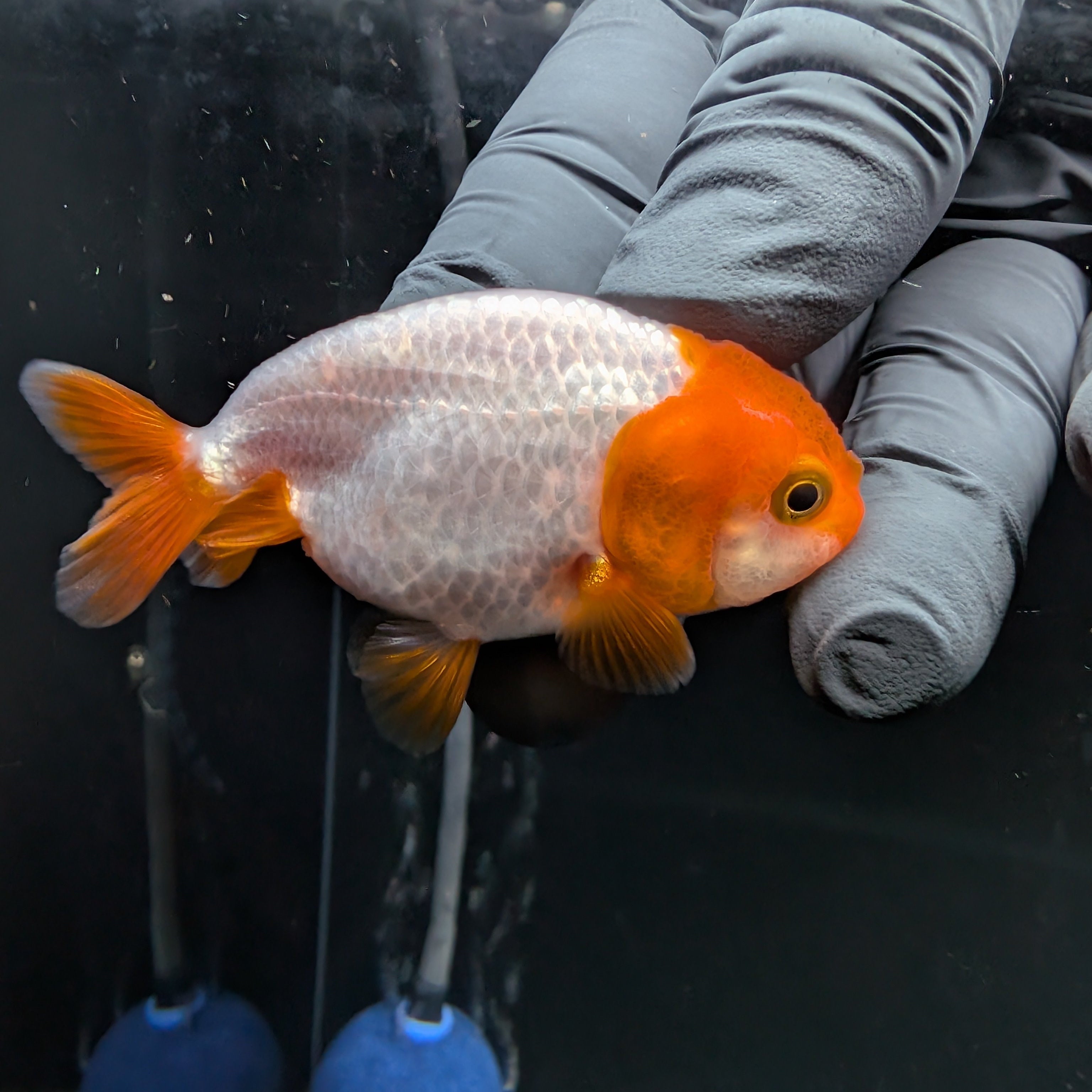 Baby Ranchu Red White 2.5"-3" in. ID#522R4A-003