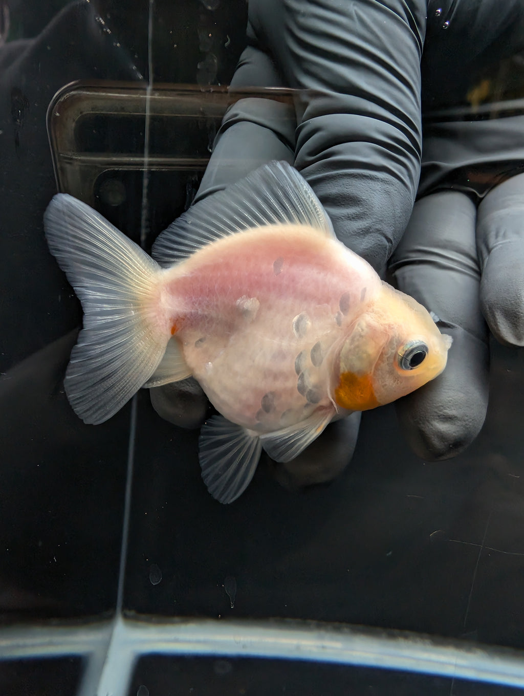 Baby Thai Shogun Oranda White 2"-2.5" in. ID#1023BSG11A-023