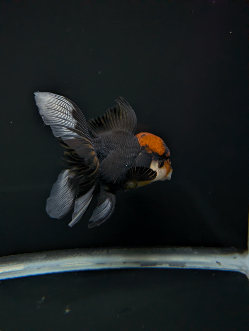 Thai Oranda Tricolor 4"-4.5"in.  ID#1023T1A-021
