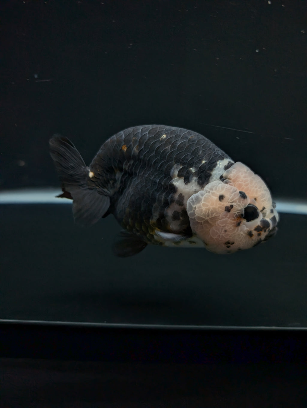 Jumbo Ranchu Heavy Ink Calico 4.5"-5" in. ID#828R8A-053