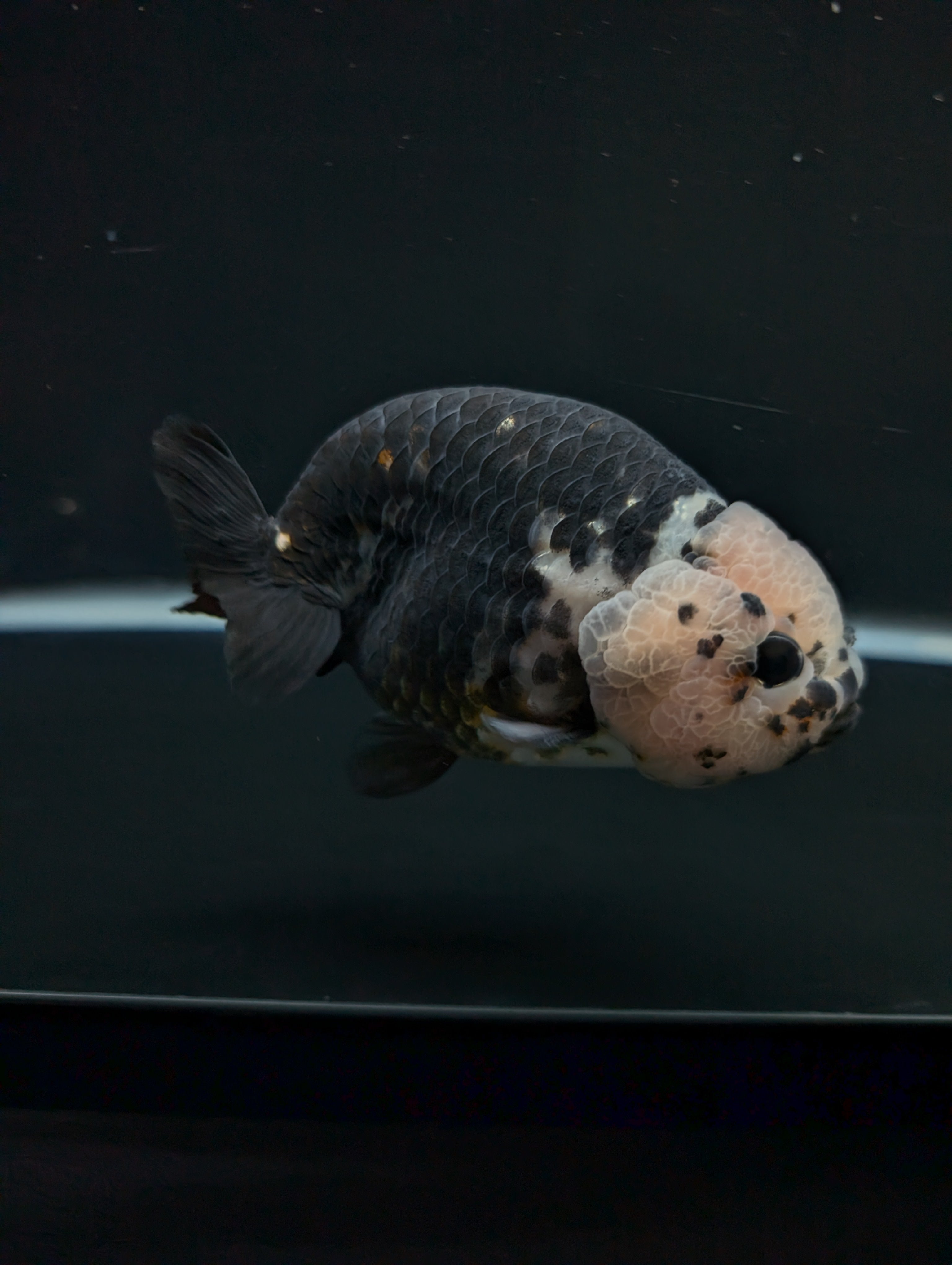 Jumbo Ranchu Heavy Ink Calico 4.5"-5" in. ID#828R8A-053