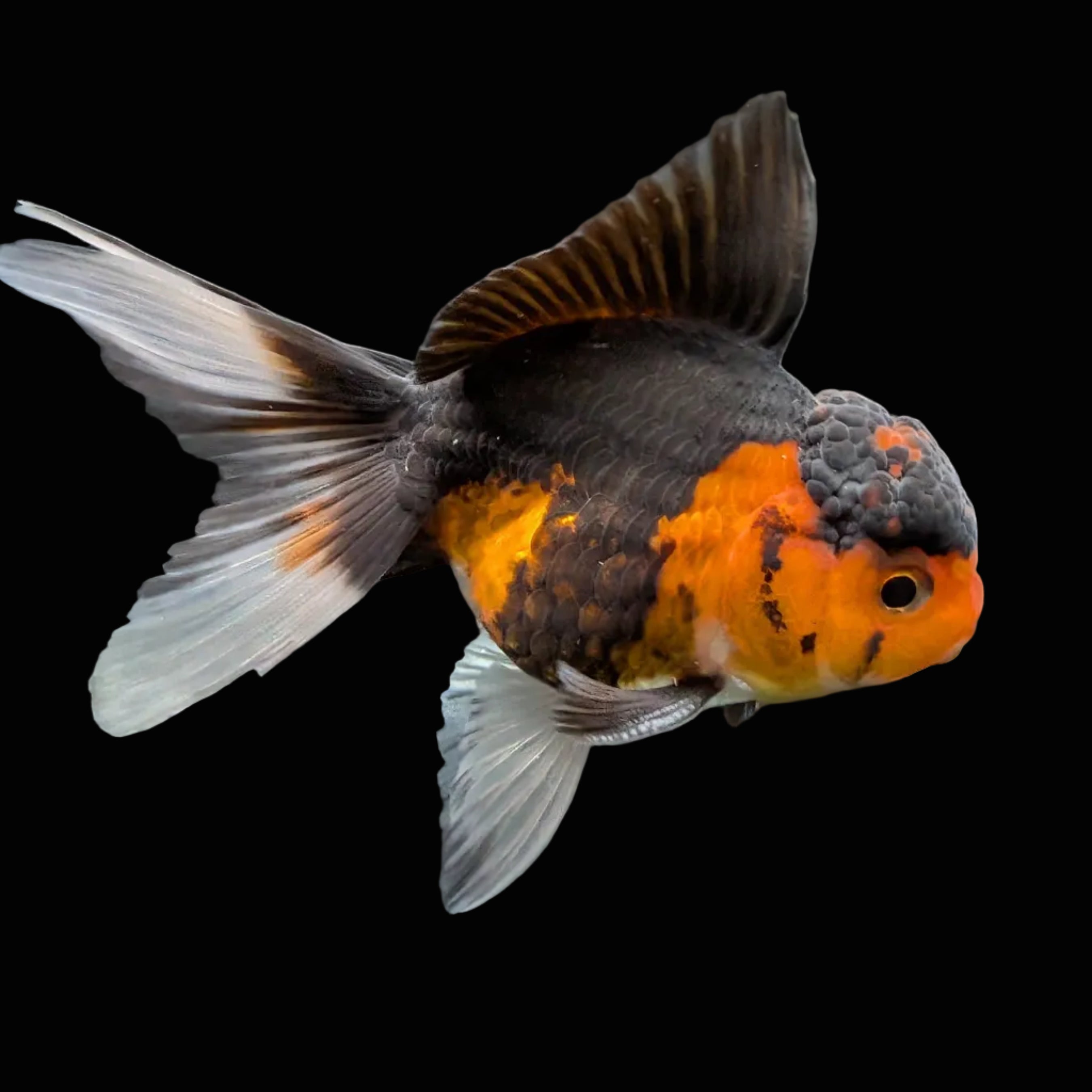 Juvenile Oranda Tricolor 3.5"-4" in.  ID#417T7A-010